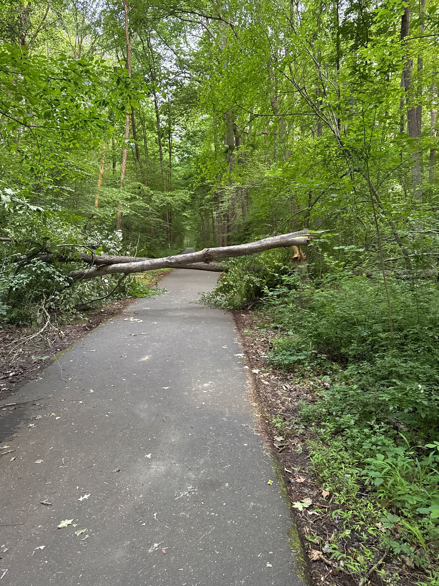 A large fallen tree blocks a paved path through a green forest. - Gerry Connolly Cross County Trail