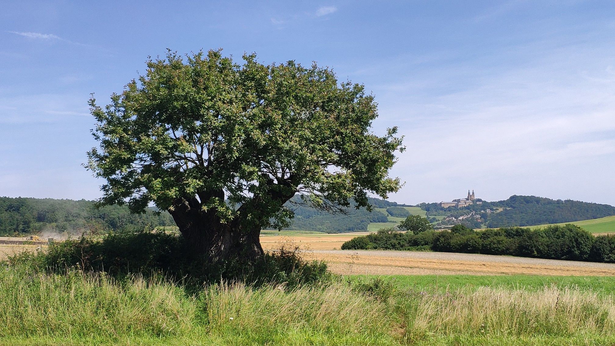 Rasierpinselbaum, im Hintergrund Kloster Banz