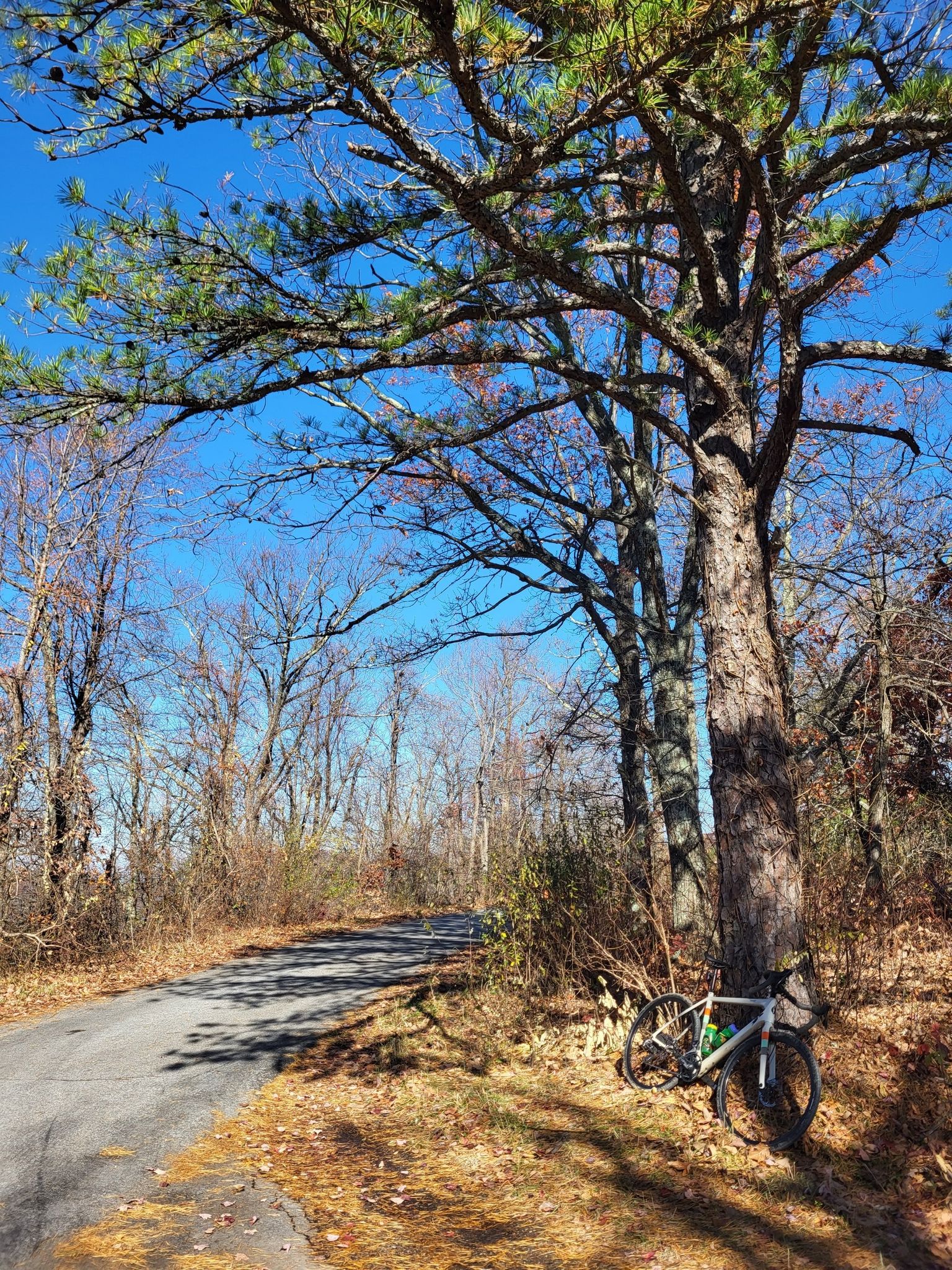 A bicycle leaning against a large tree beside a paved road. - Afton Overlook – Rockfish Valley Overlook loop from Afton