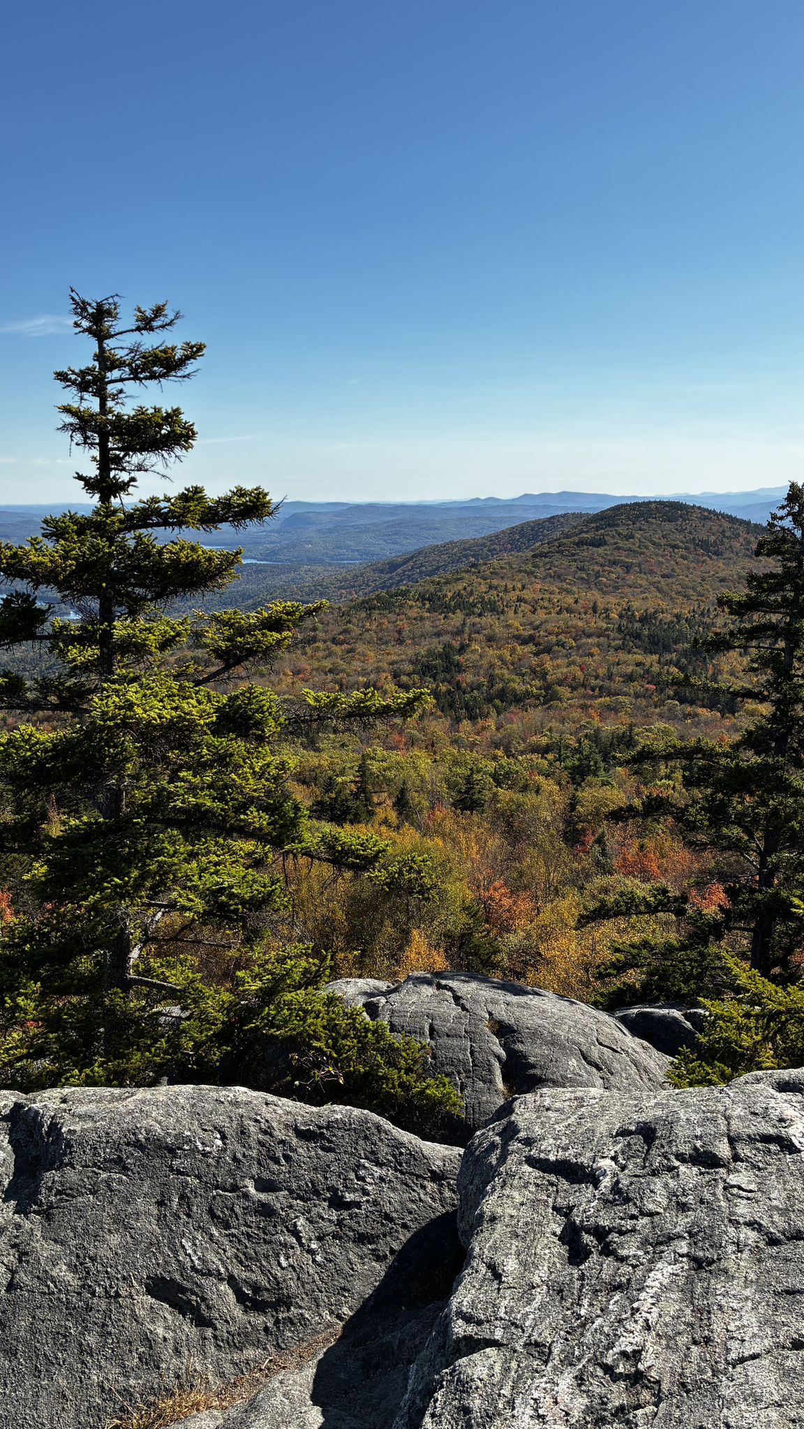 Rocky foreground with an evergreen tree overlooking forested mountains on a sunny day. - Mount Morgan and Mount Percival Loop