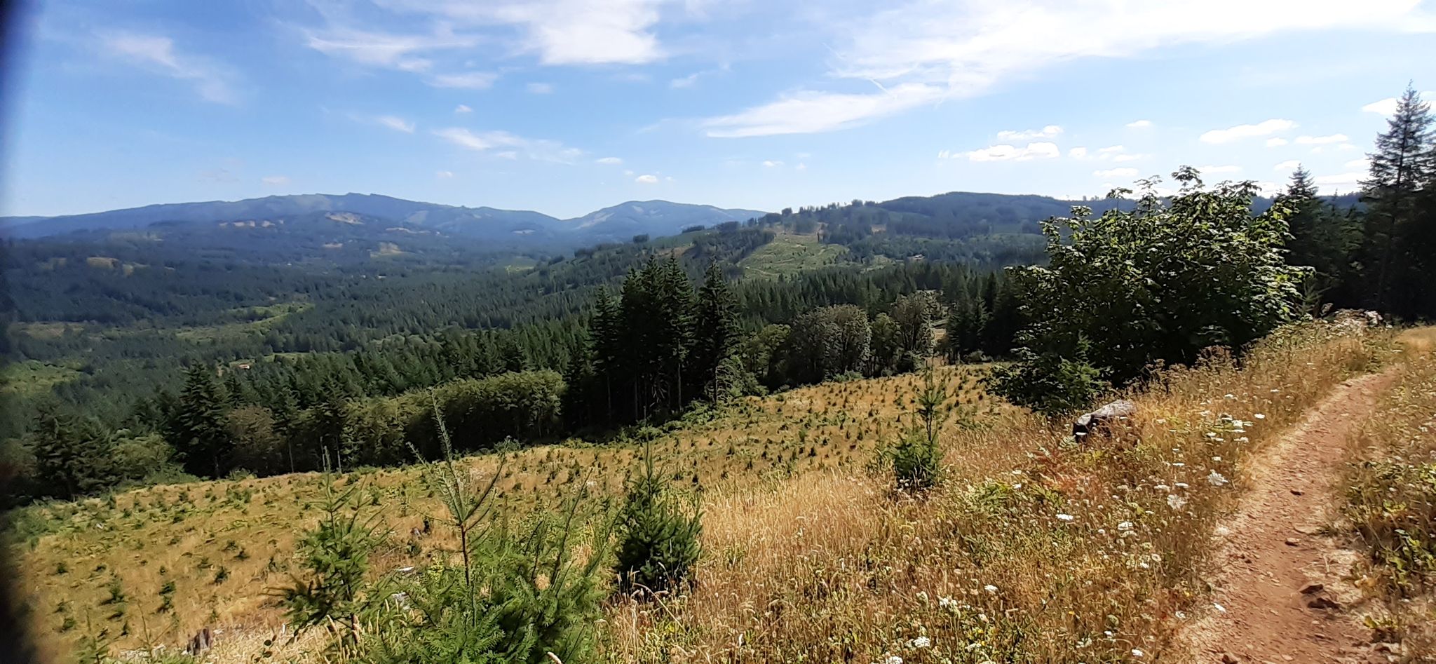 Dirt path overlooking a sunny, forested valley with distant hills under blue sky. - East Fork Lewis River – Moulton Falls and Bridge loop from Moulton Falls Regional Park