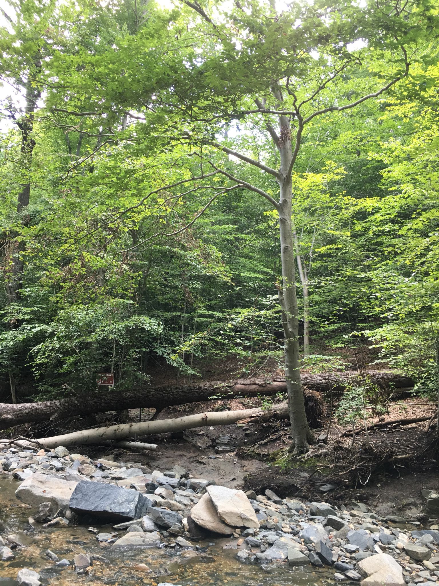 A rocky stream bed with fallen trees and dense green forest beyond. - Sawmill Branch and Buzzards Rock Loop