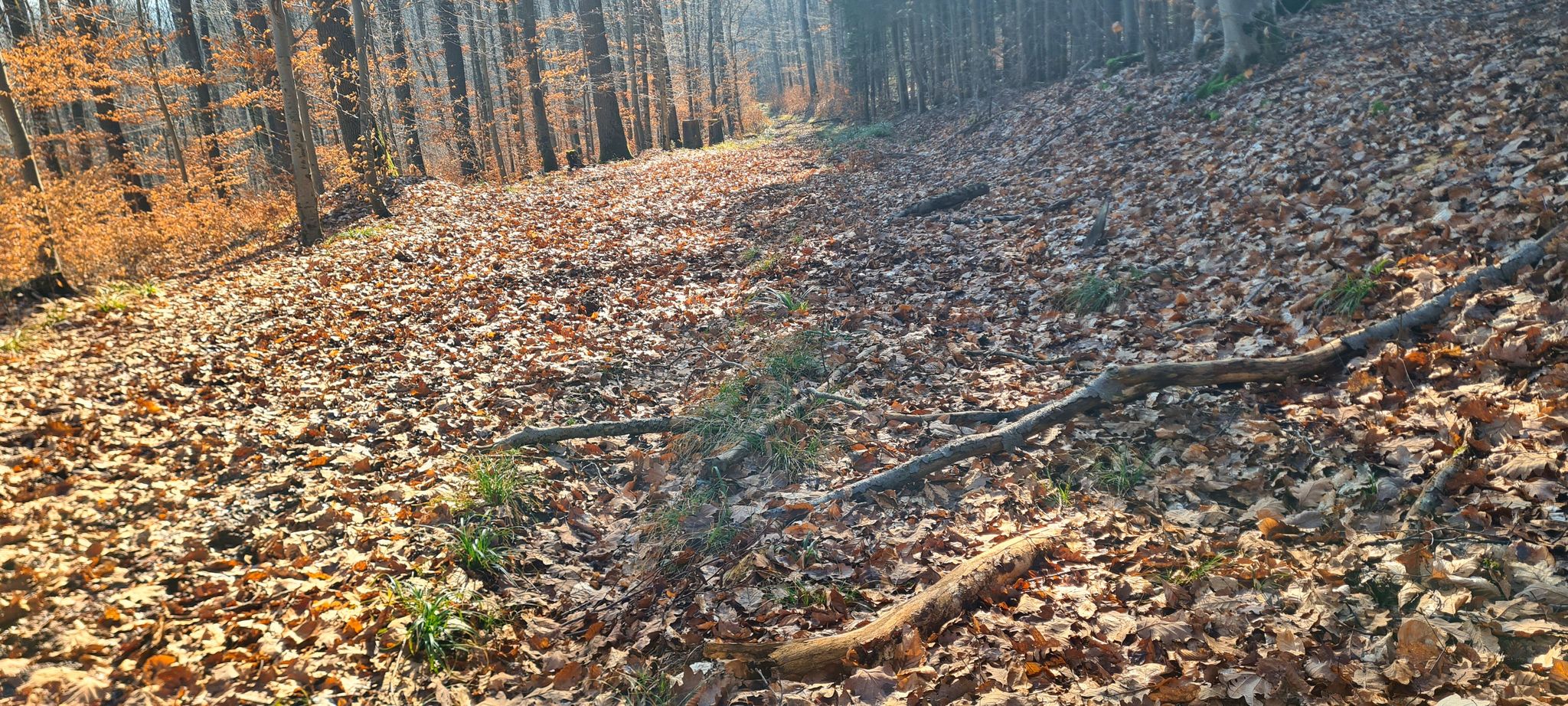 Schiebeabschnitt - Unterm Laub war knöcheltiefer Schlamm