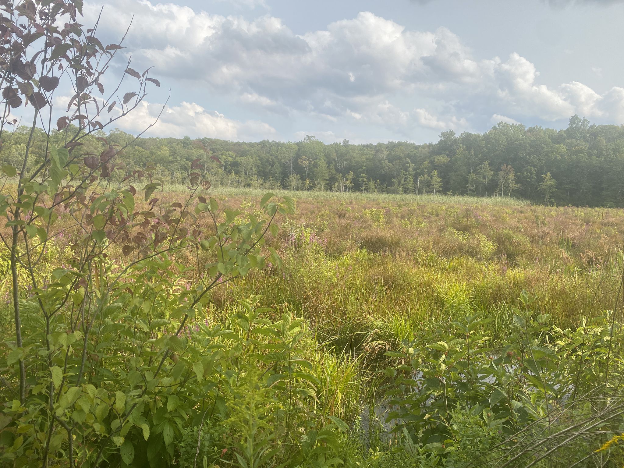 An expansive, overgrown field with tall grasses under a cloudy sky. - Wawayanda Lake loop from Wawayanda