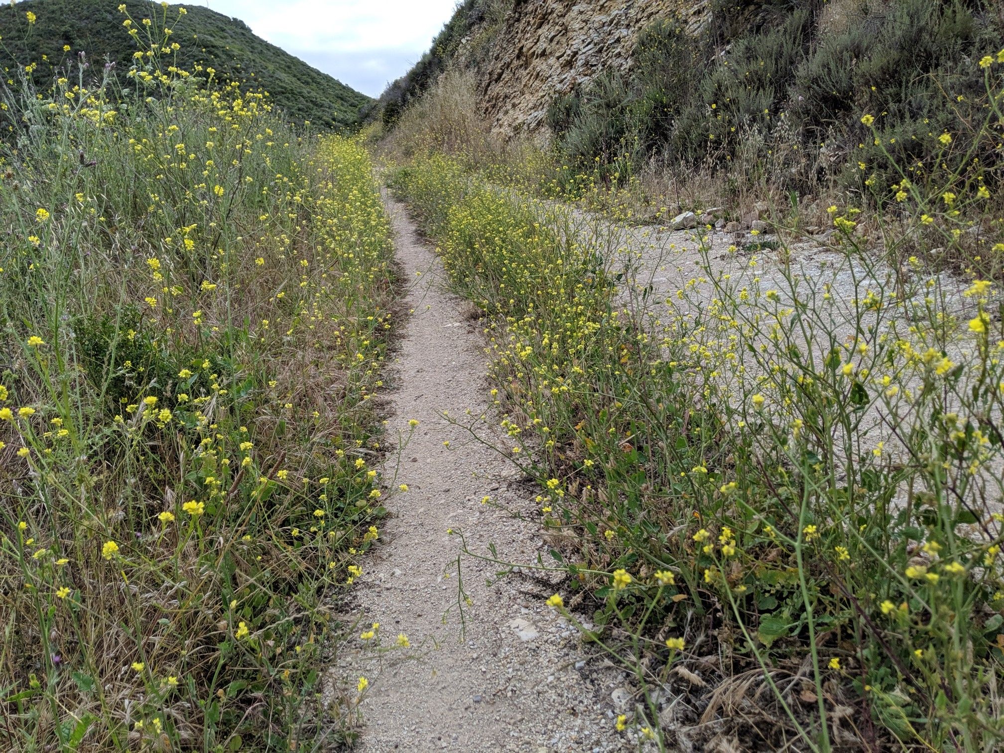 A narrow dirt path winding through abundant yellow wildflowers and green plants. - Islay Creek Hazard Peak Loop Trail