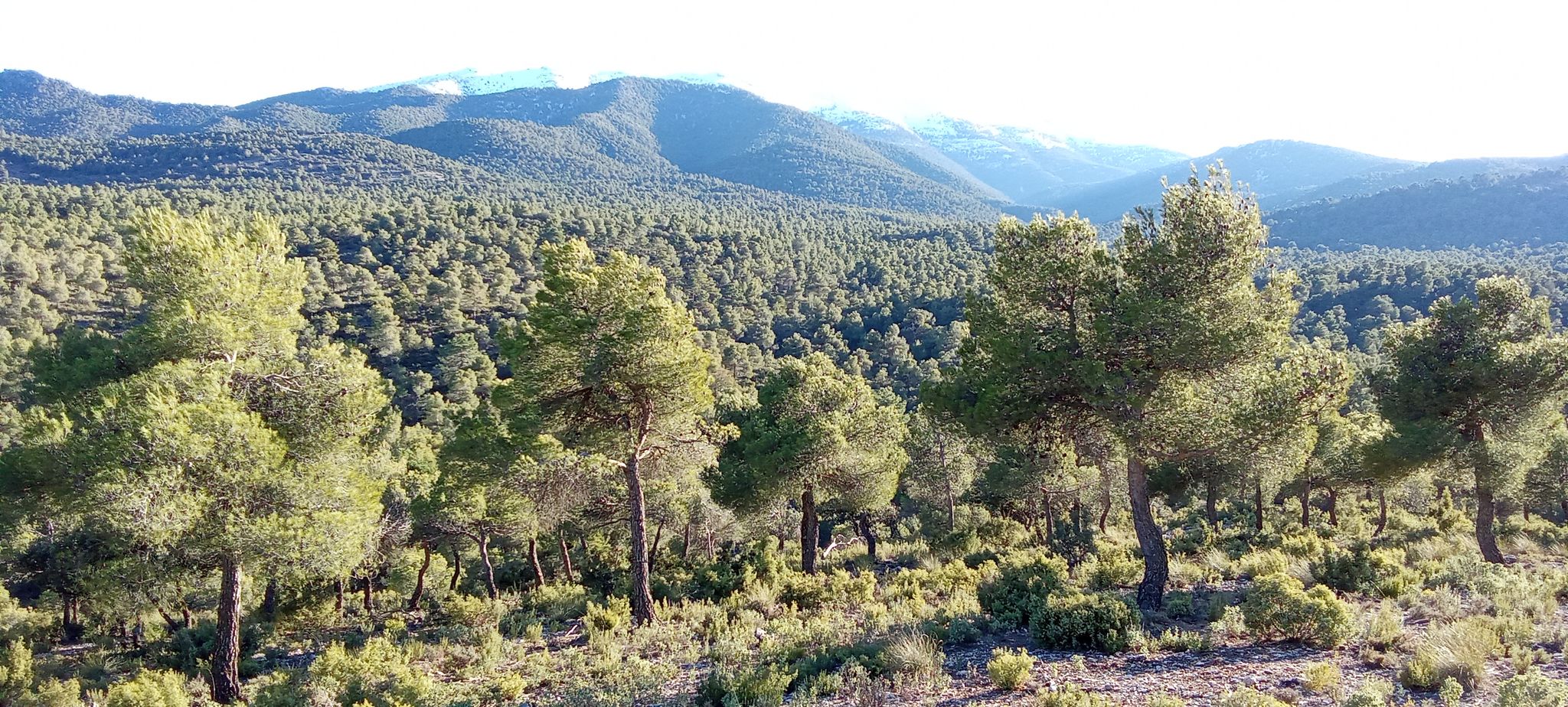 Máxima altura d la Sierra, Santa Bárbara....