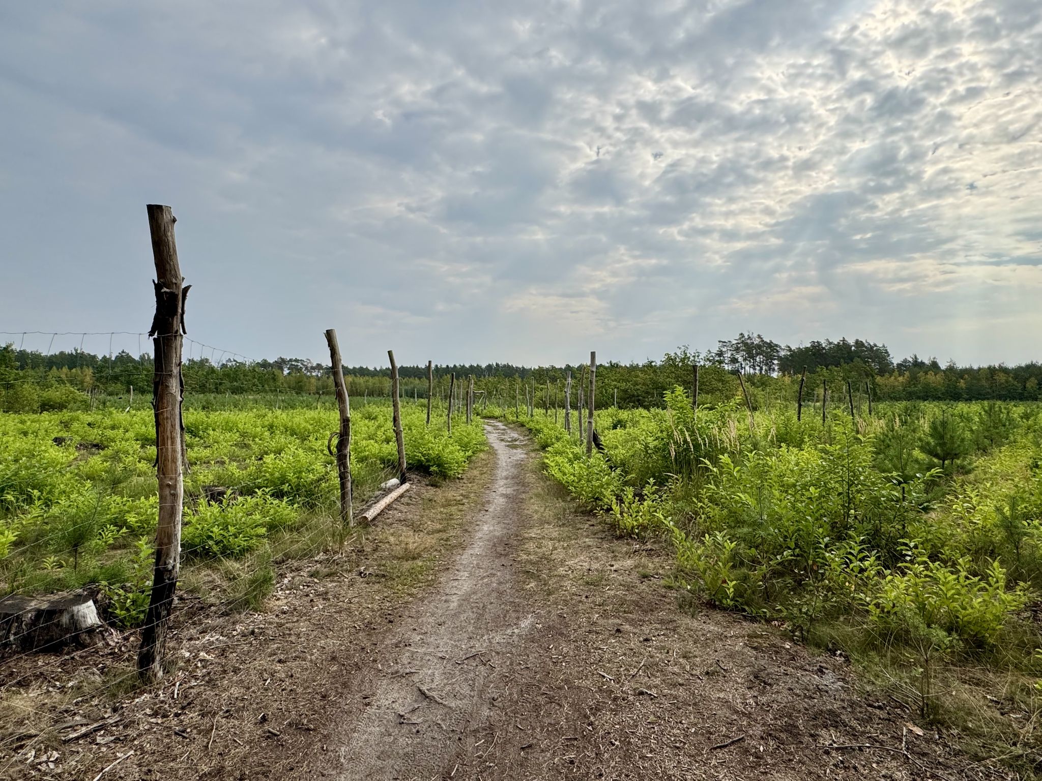 Piękne lasy wawerskie i fioletowa trasa MTB.