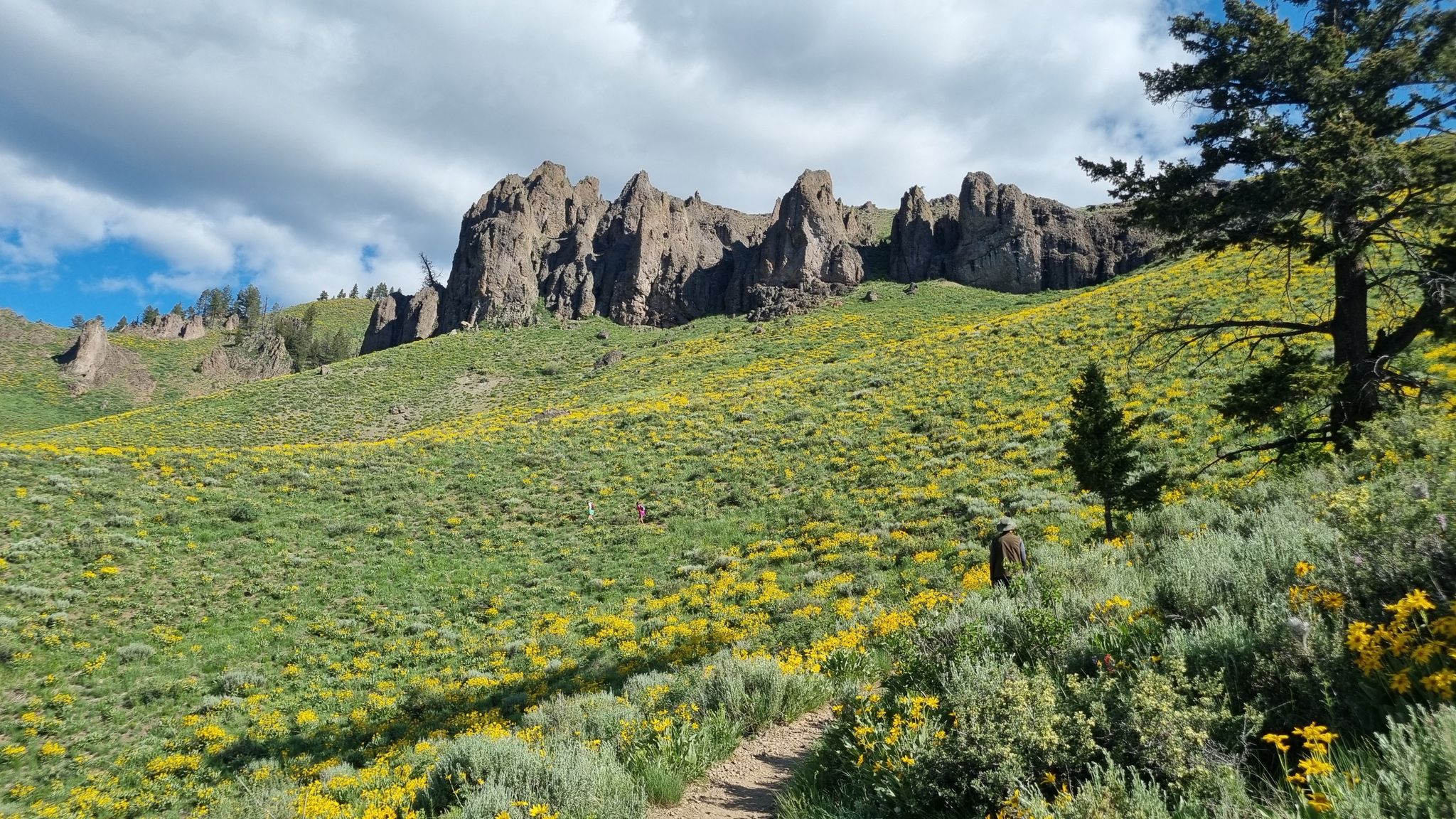 A person walks a dirt path through a sunny, wildflower-covered hillside with rocky peaks. - Lanes Trail Wildflower Meadow loop from Hemingway/Northwood Natural Area