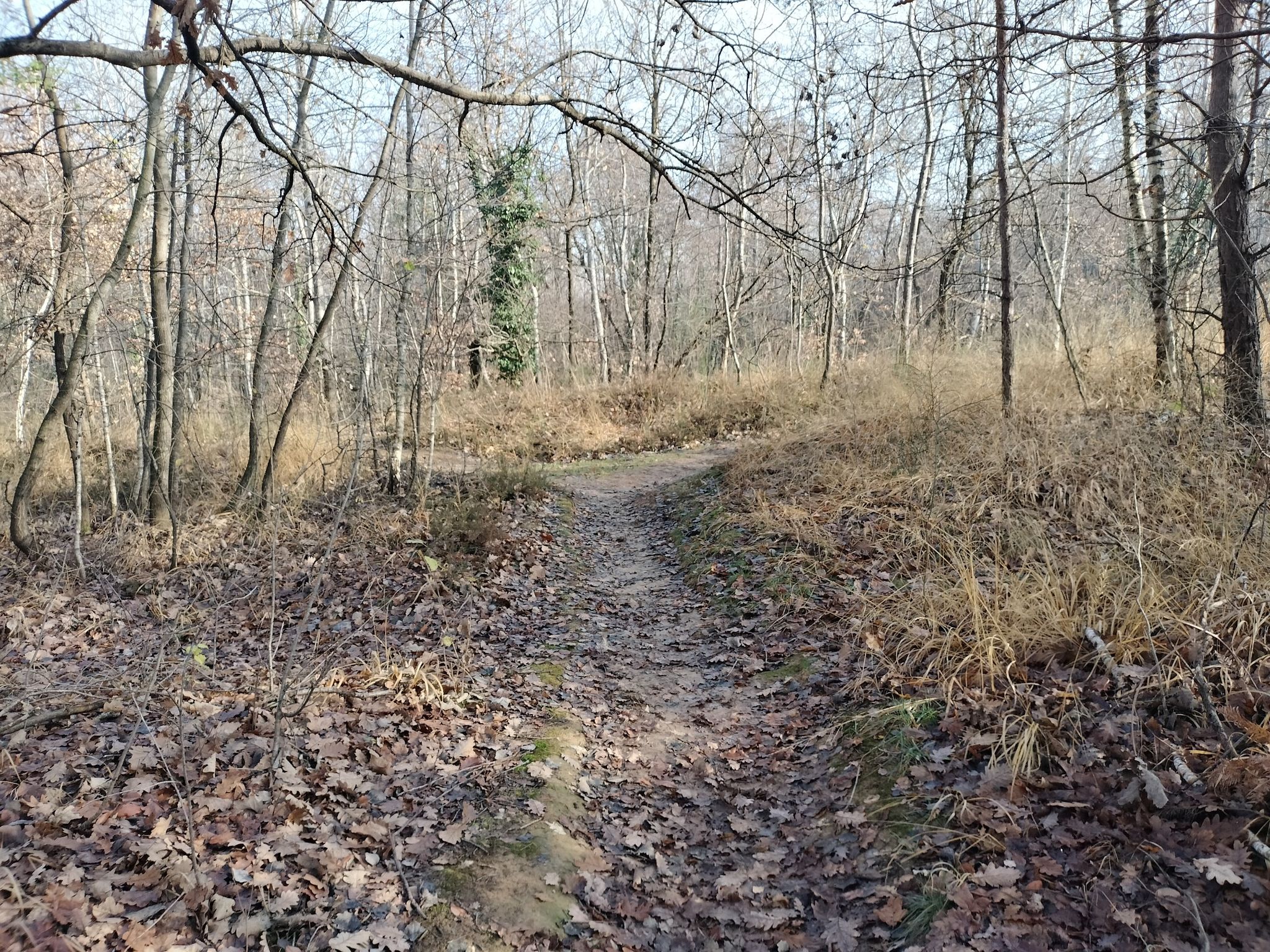 Sentiero in brugheria.