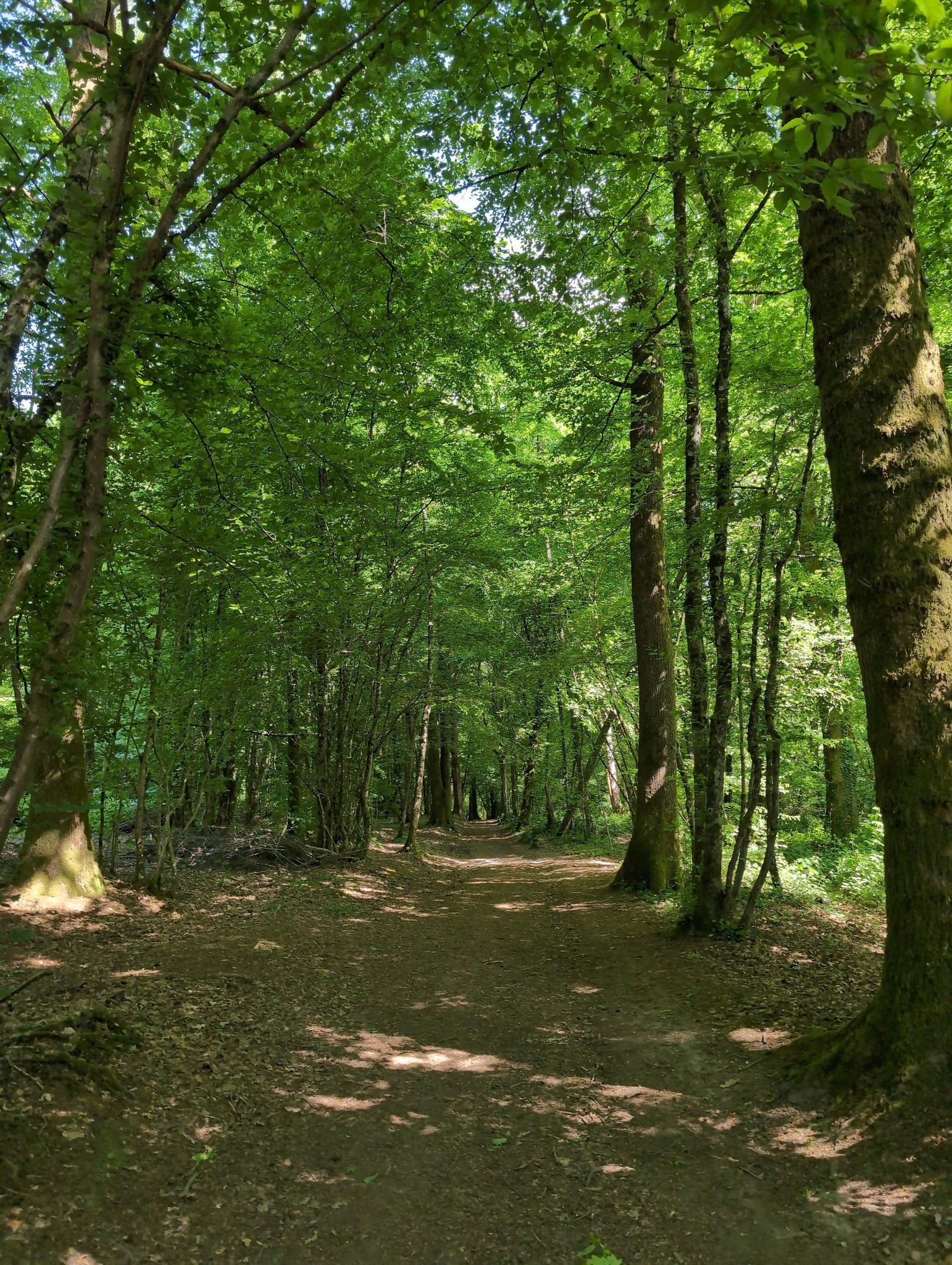 beautiful path through the forest