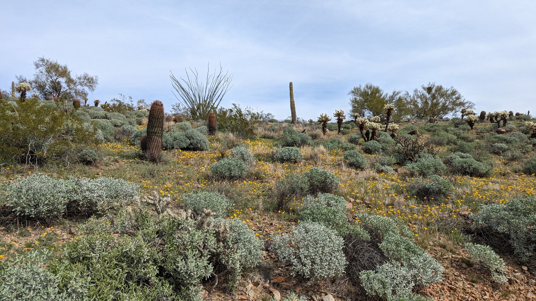 Desert landscape with diverse cacti, green bushes, and yellow wildflowers under cloudy sky. - Running loop from Equestrian Trailer Parking
