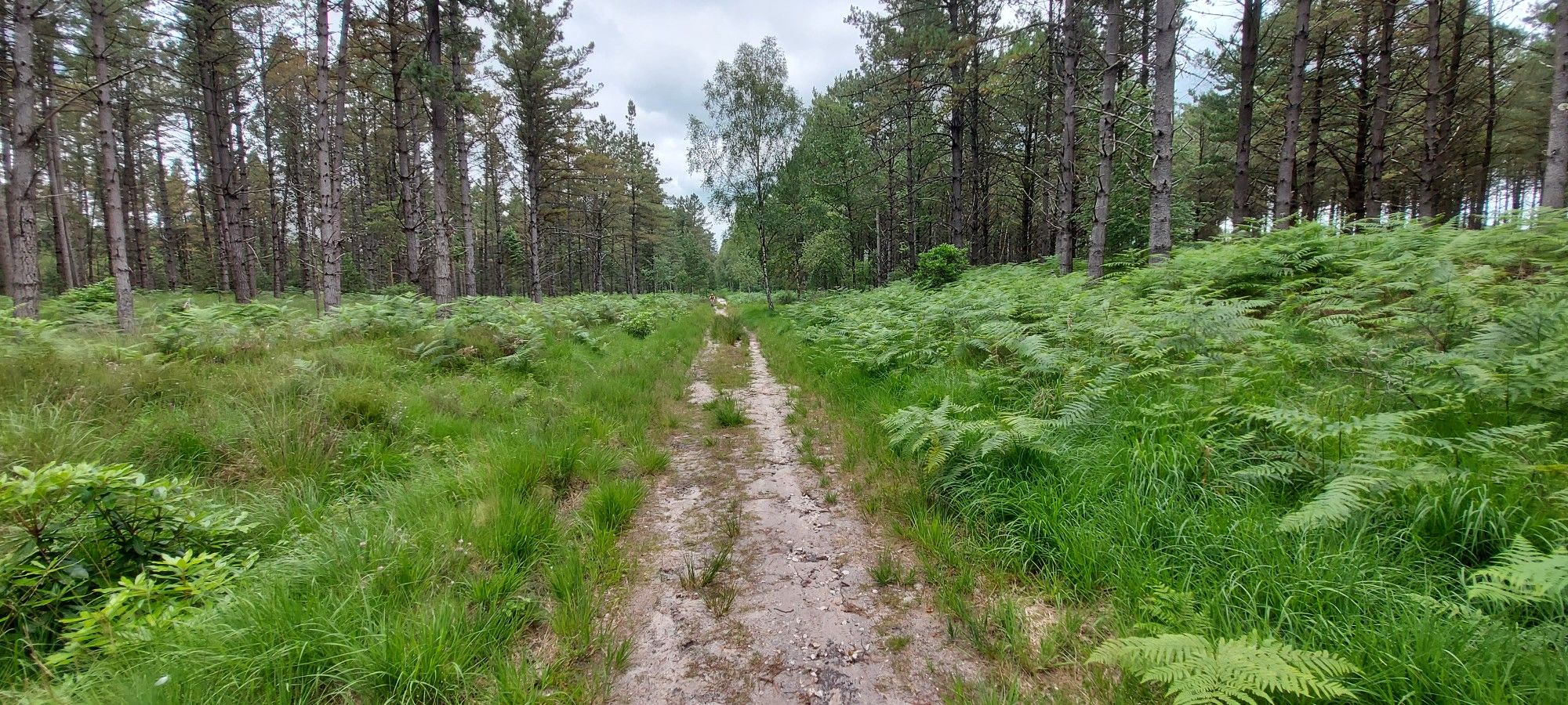 very sandy trail!