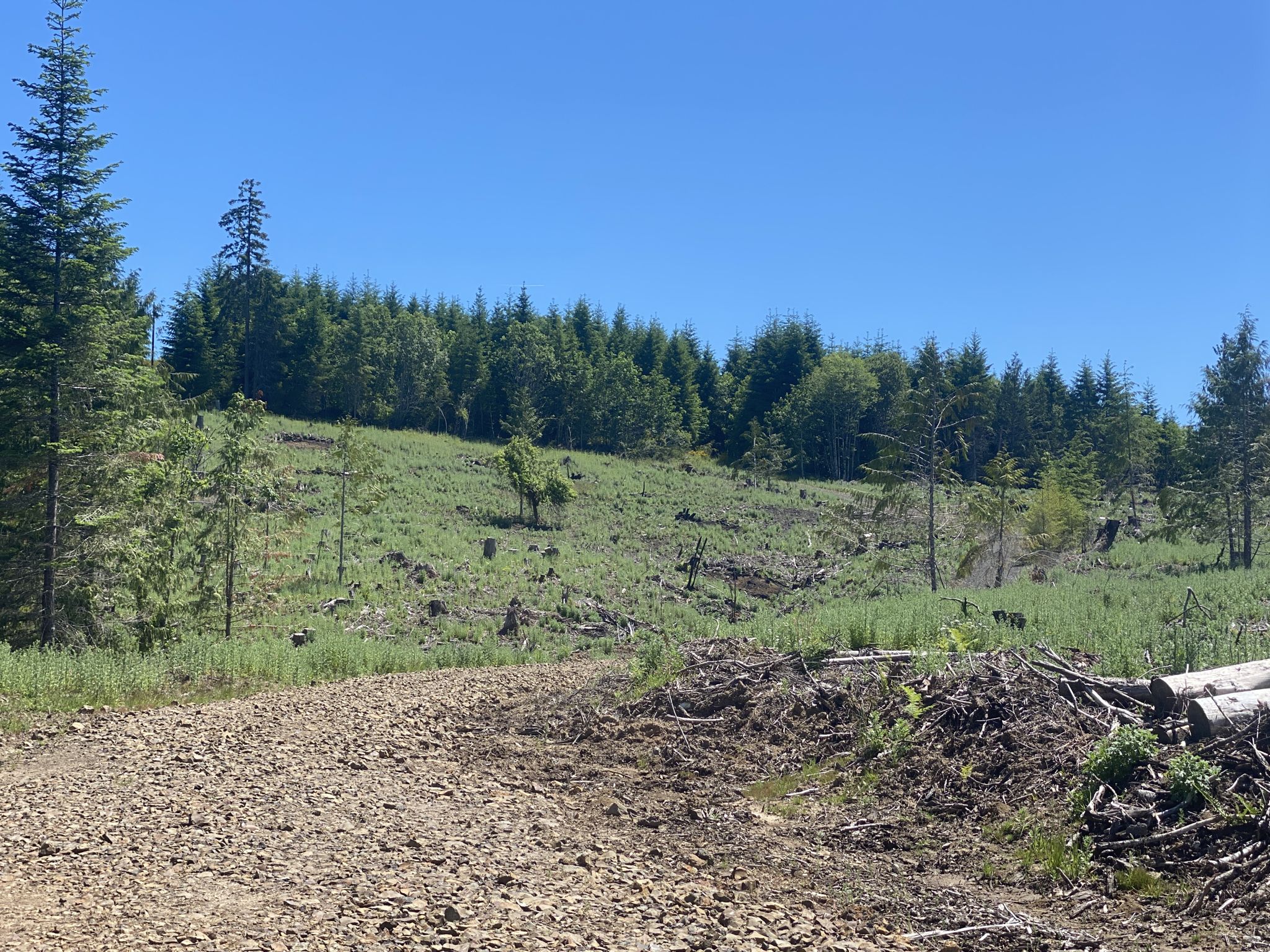 Gravel road leading to a clear-cut hillside with young and mature trees. - Crown Zellerbach Trail