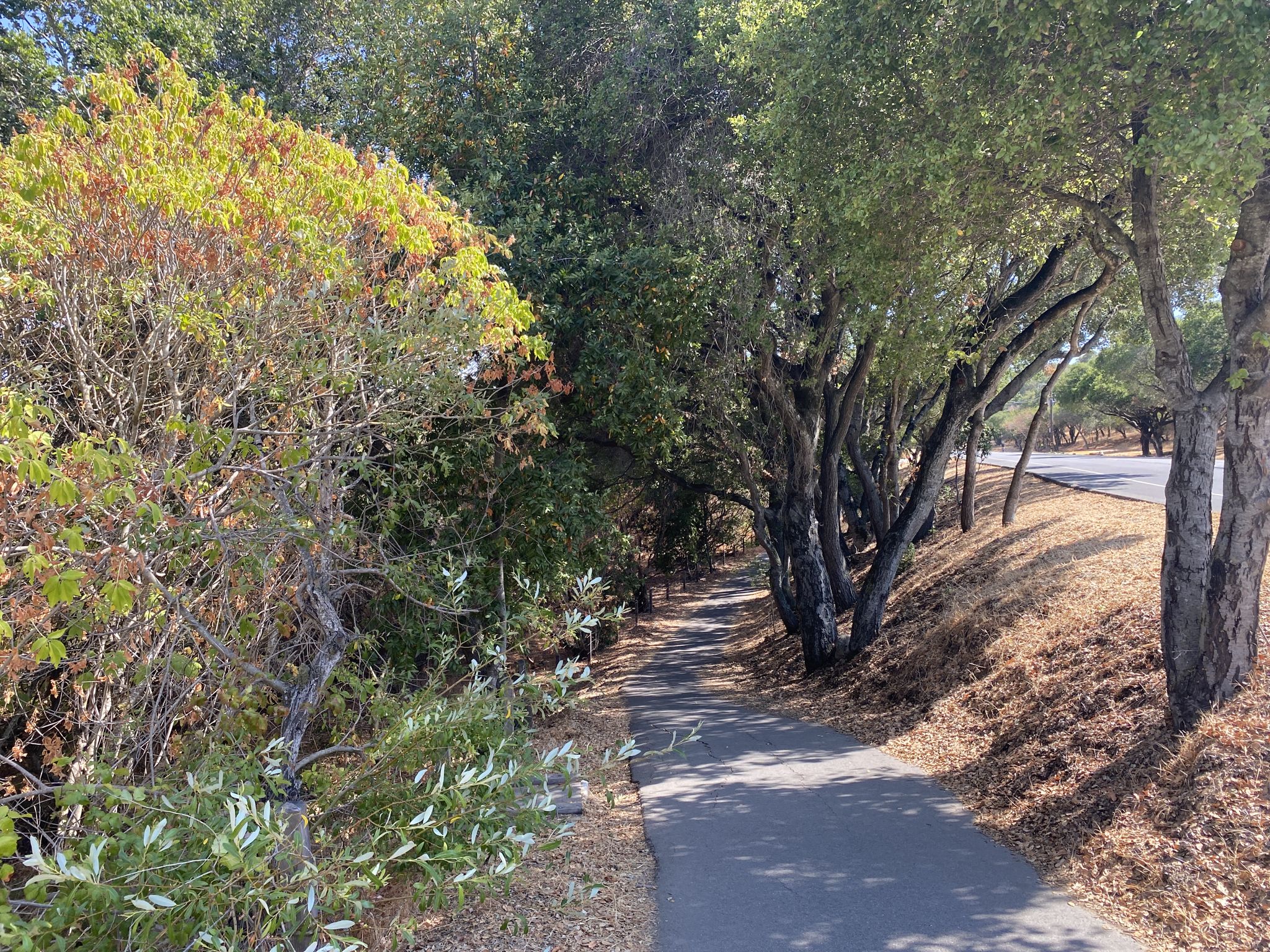 A paved path winds through dense green trees and sunlit dry grass. - Foothill Expressway and Junipero Serra Loop