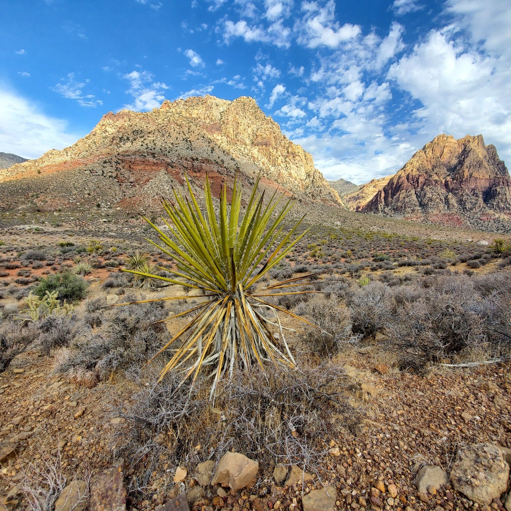 A large yucca plant in a rocky desert, with sunlit mountains behind. - Sandstone Canyon Loop Trail