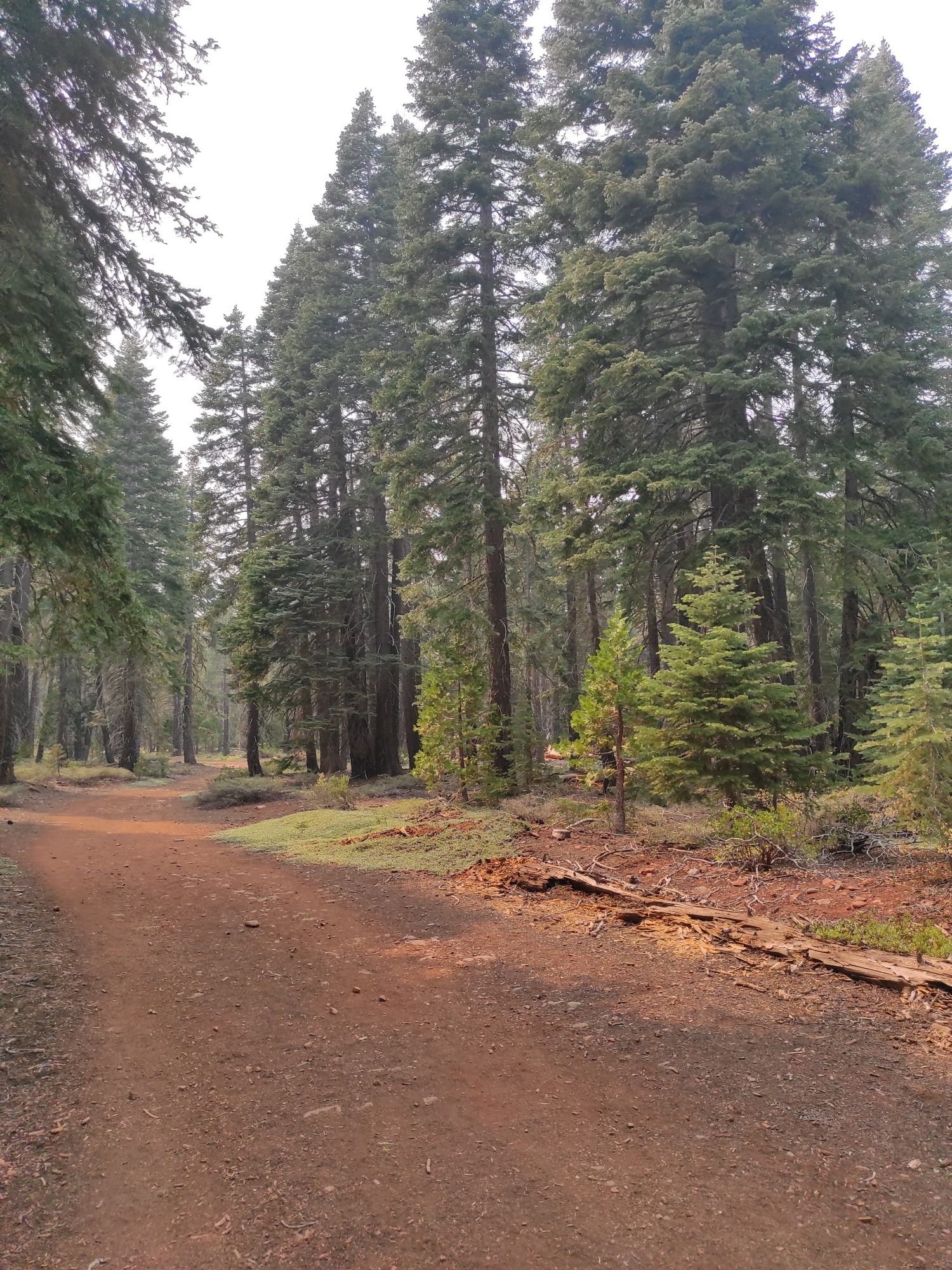 Dirt path through a dense pine forest on an overcast day. - Antone Meadows Loop