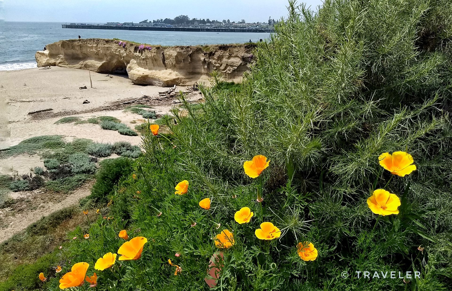 Bright yellow wildflowers bloom on a cliff overlooking a sandy beach and ocean. - North Rodeo Gulch Road – Santa Cruz Boardwalk loop from Capitola