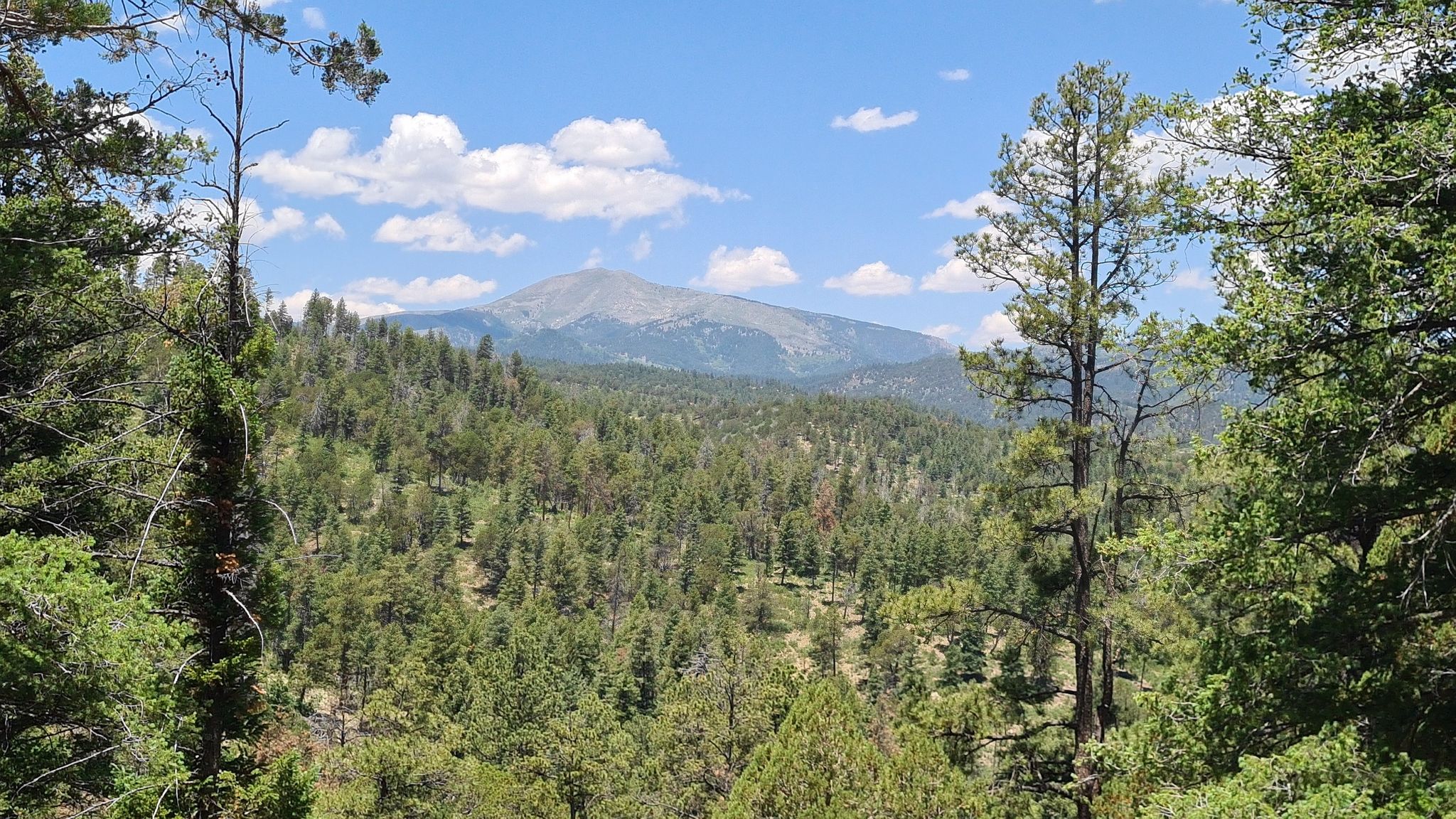 A distant mountain peak rises above a dense green forest under a blue sky. - Grindstone Lake Trail Extended