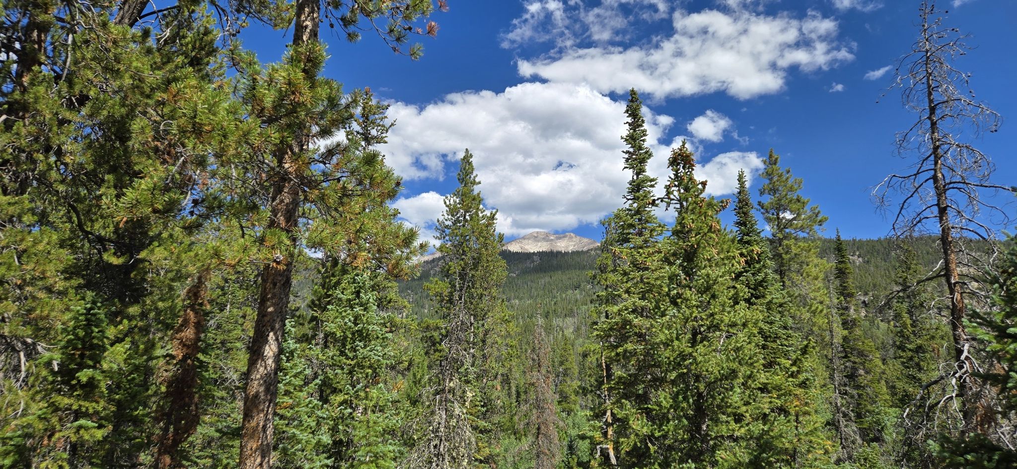 Lush evergreen forest under a bright blue sky with a distant mountain. - Calypso Cascades and Ouzel Falls via Allenspark Trail