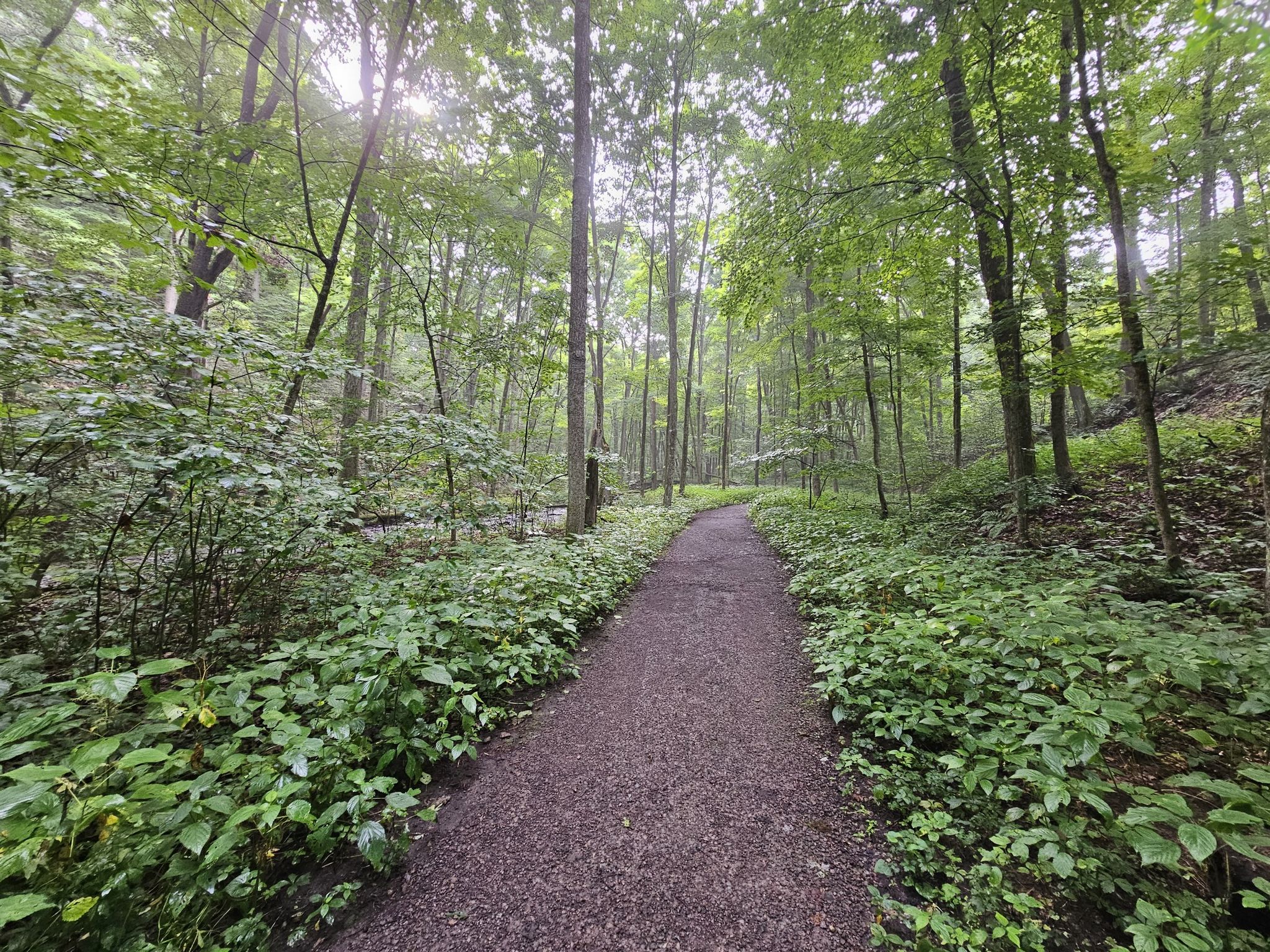 A winding dirt path through a lush green forest on an overcast day. - Hell's Hollow Trail