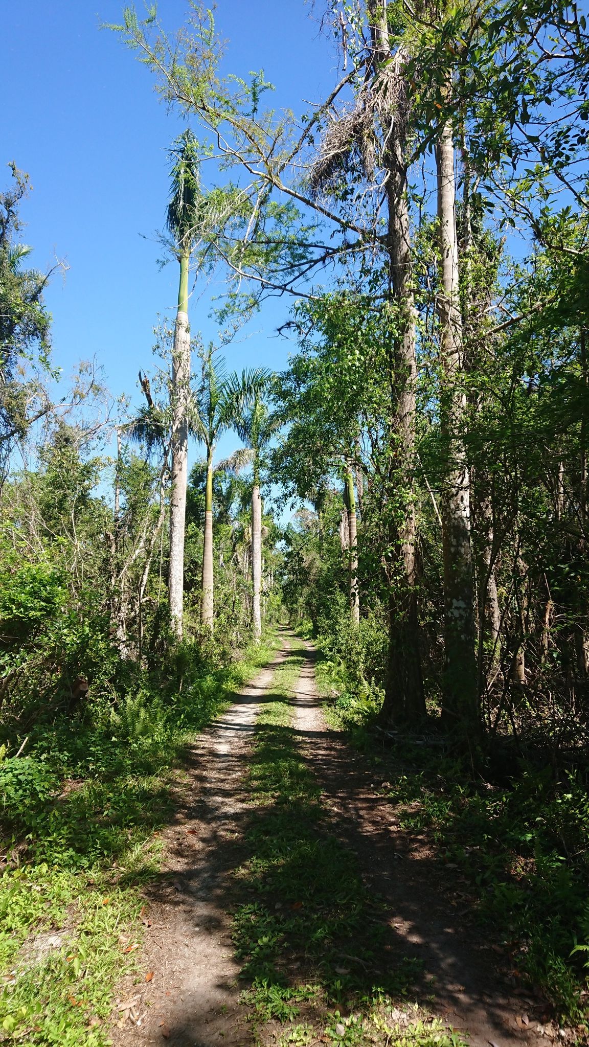 Weg unter Palmen