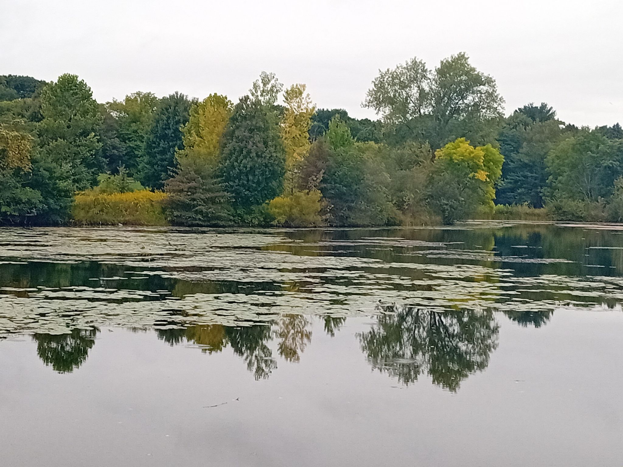 Overcast view of a pond covered in lily pads, reflecting autumn trees. - Fresh Pond Reservation – Fresh Pond Reservoir loop from Mount Auburn Cemetery