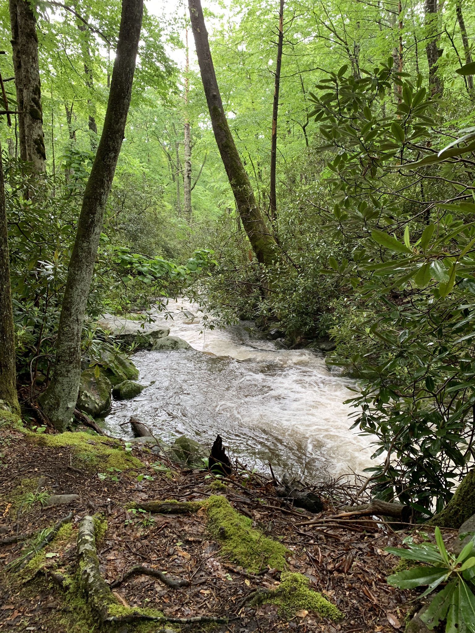 Fast-flowing river winds through a lush, green, dense forest. - Russell Field and Anthony Creek Trail Loop
