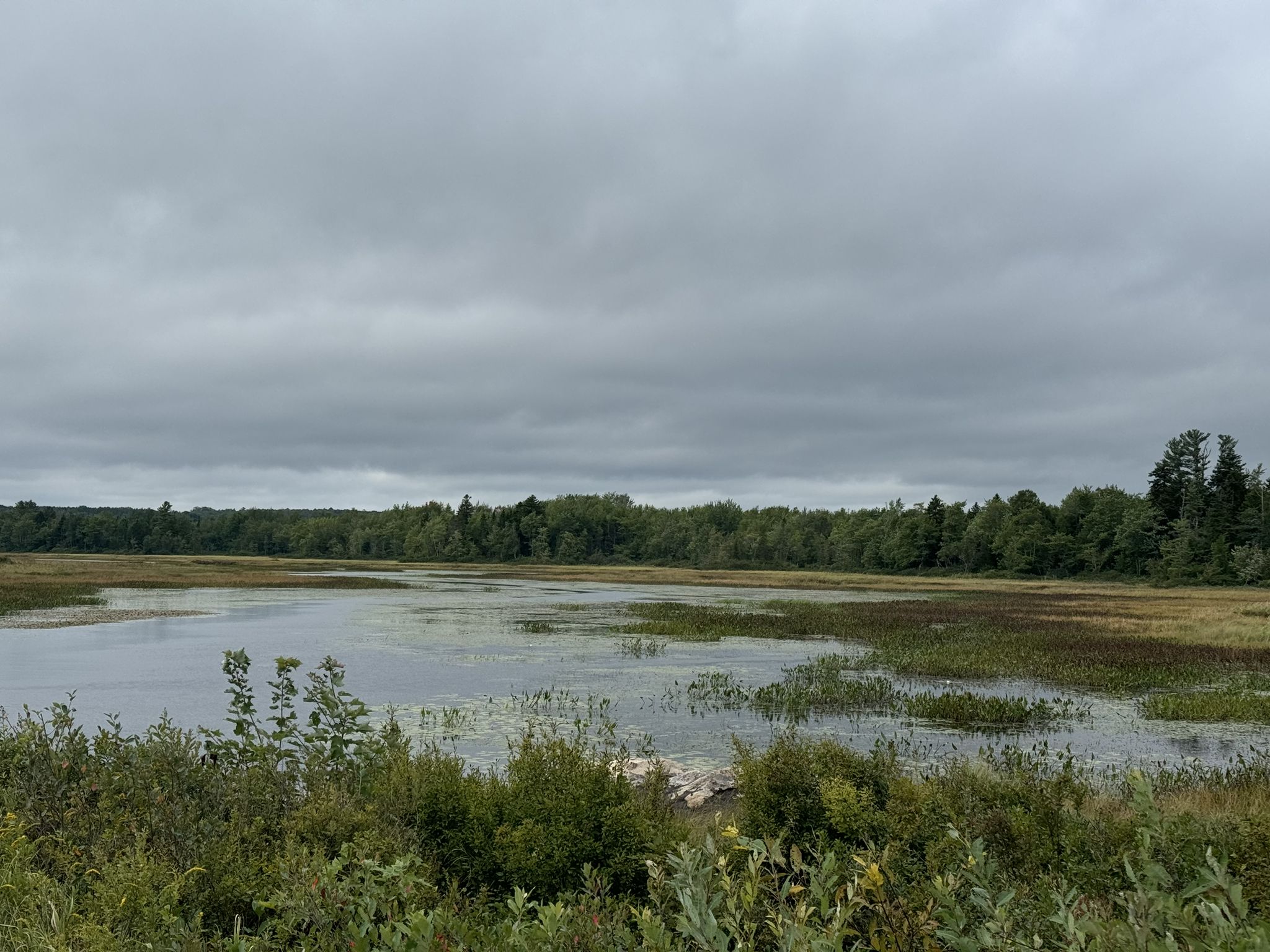 Overcast sky above a marshy wetland with distant trees. - Down East Sunrise Trail