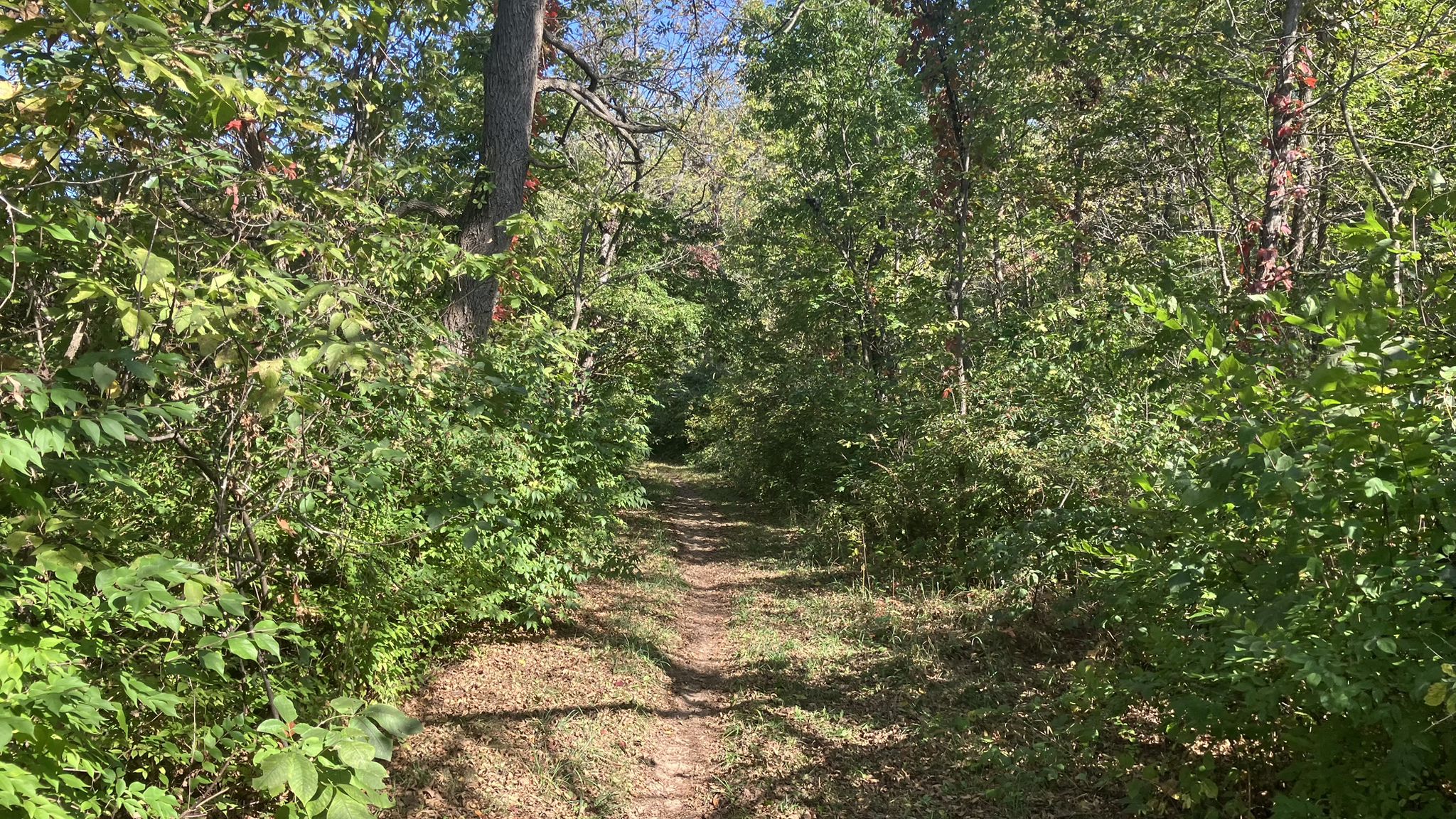 Narrow dirt path winding through a sunlit, dense green forest. - Rock Cut Equestrian Trail