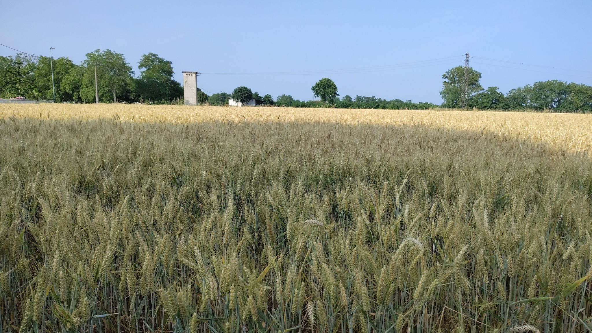 campo di grano, che ne sai tu?