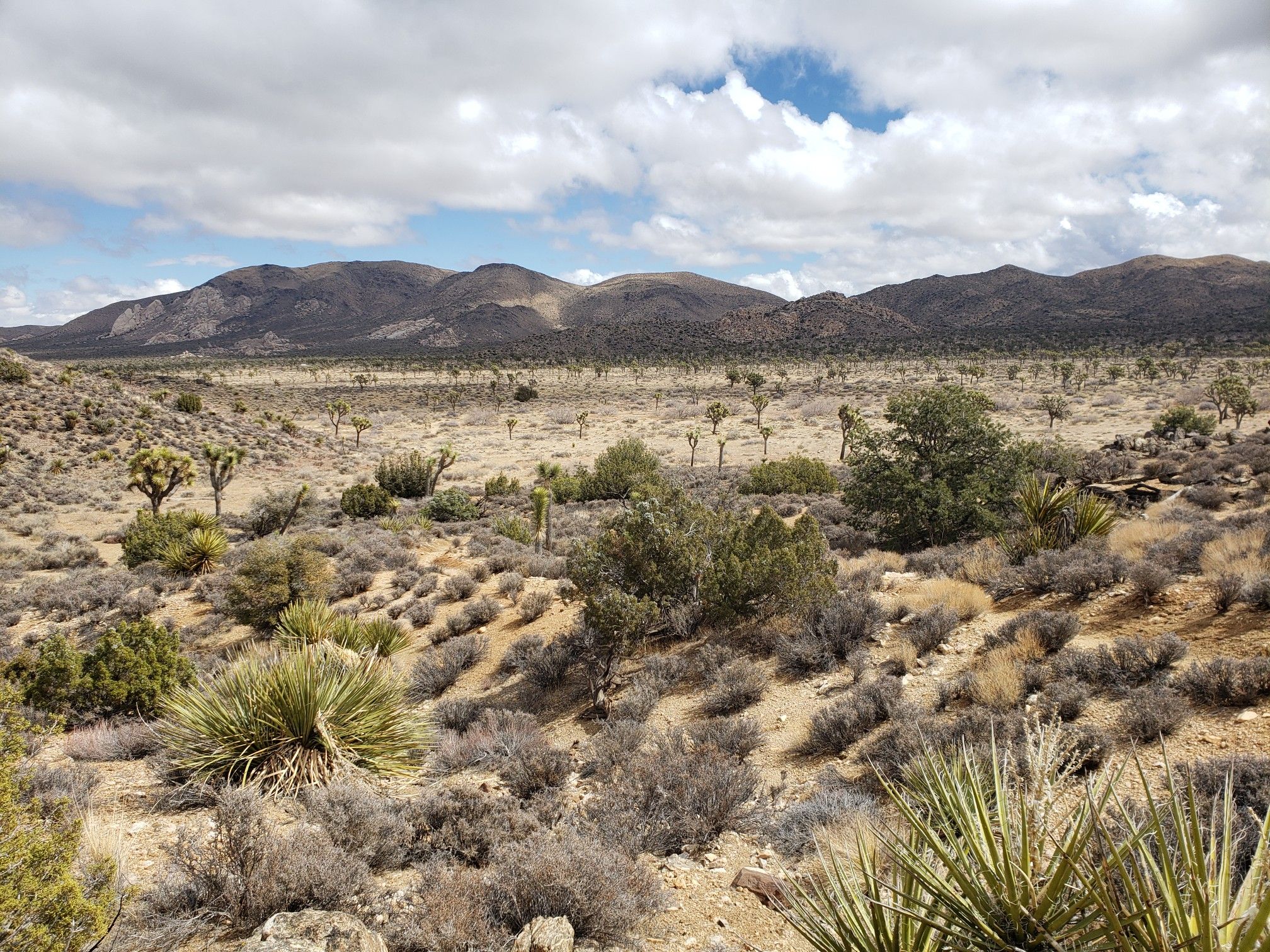 Arid desert landscape with Joshua trees, shrubs, and distant mountains under cloudy sky. - Quail Mountain via California Riding and Hiking Trail and Stubbe Springs Trail