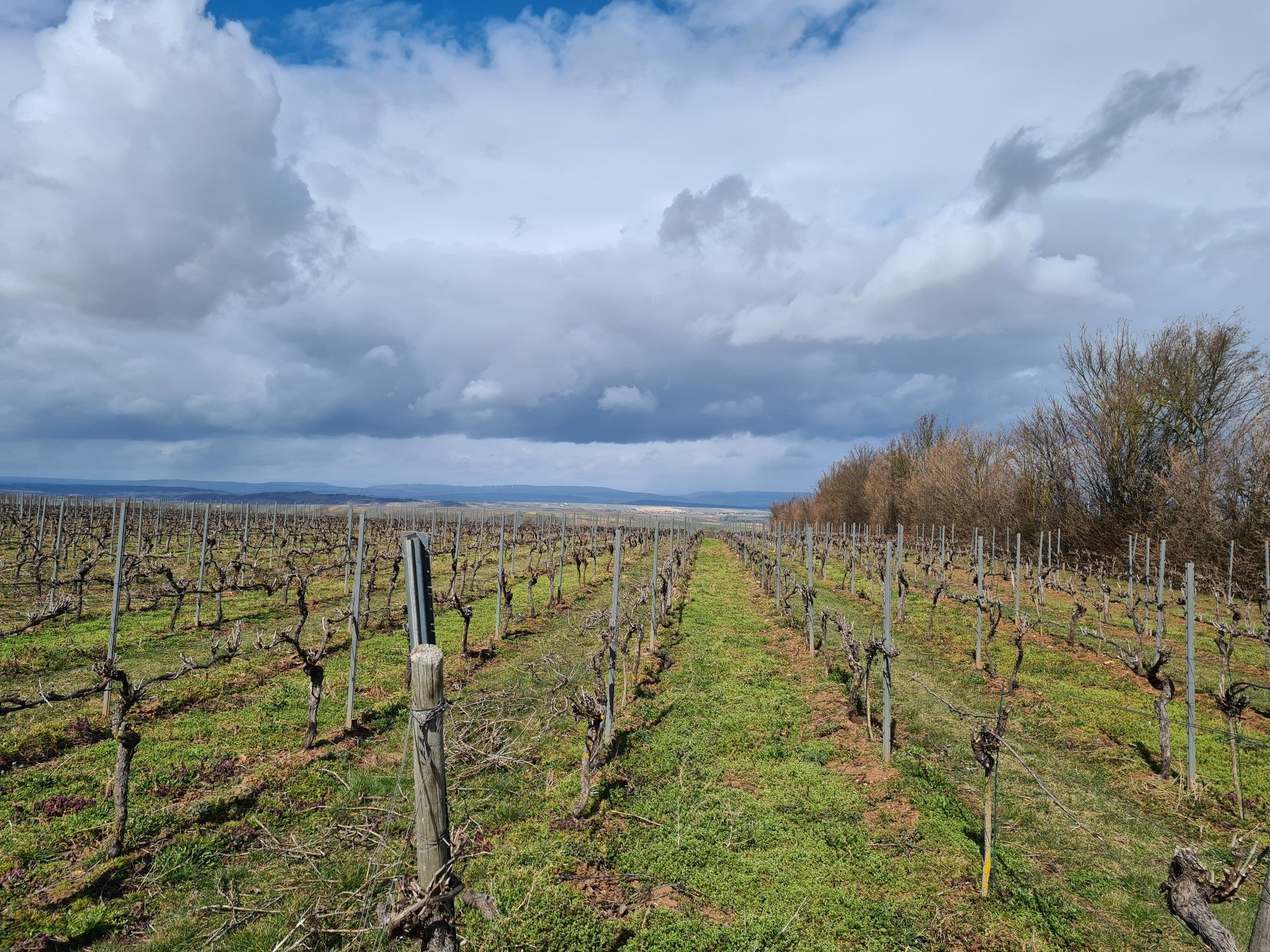 Blick über die Weinberge weg