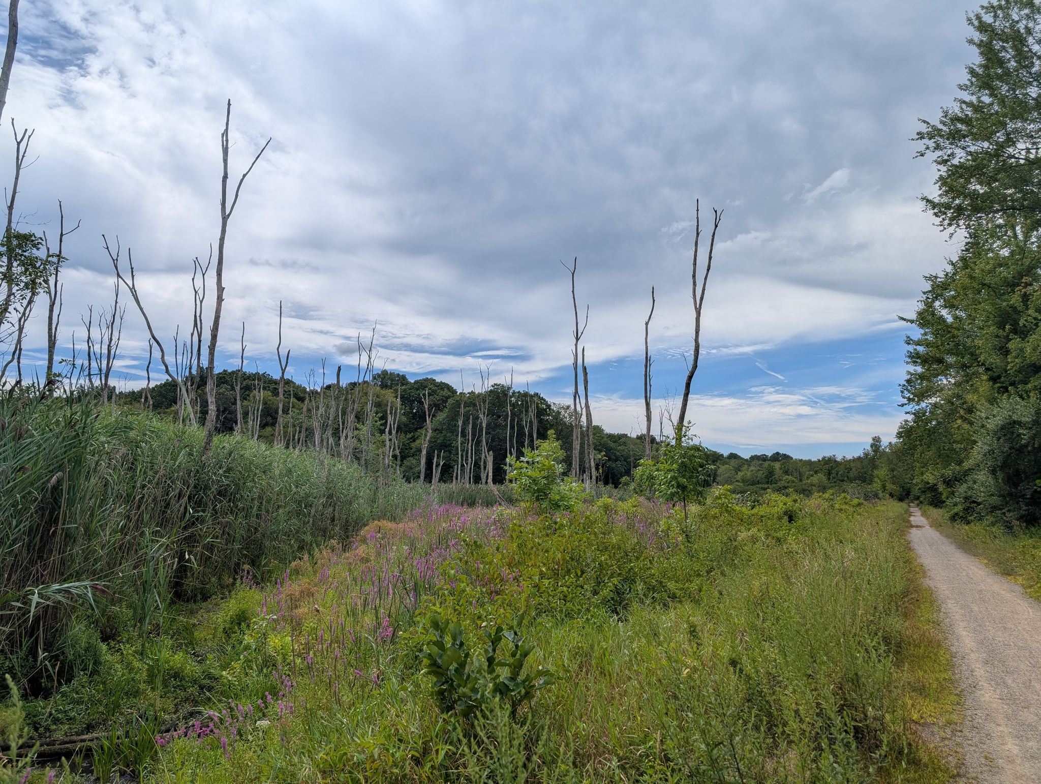 Wetland with dead trees, tall grasses, purple flowers, and a dirt path. - Former Lyman Viaduct – Air Line Trail loop from East Hampton