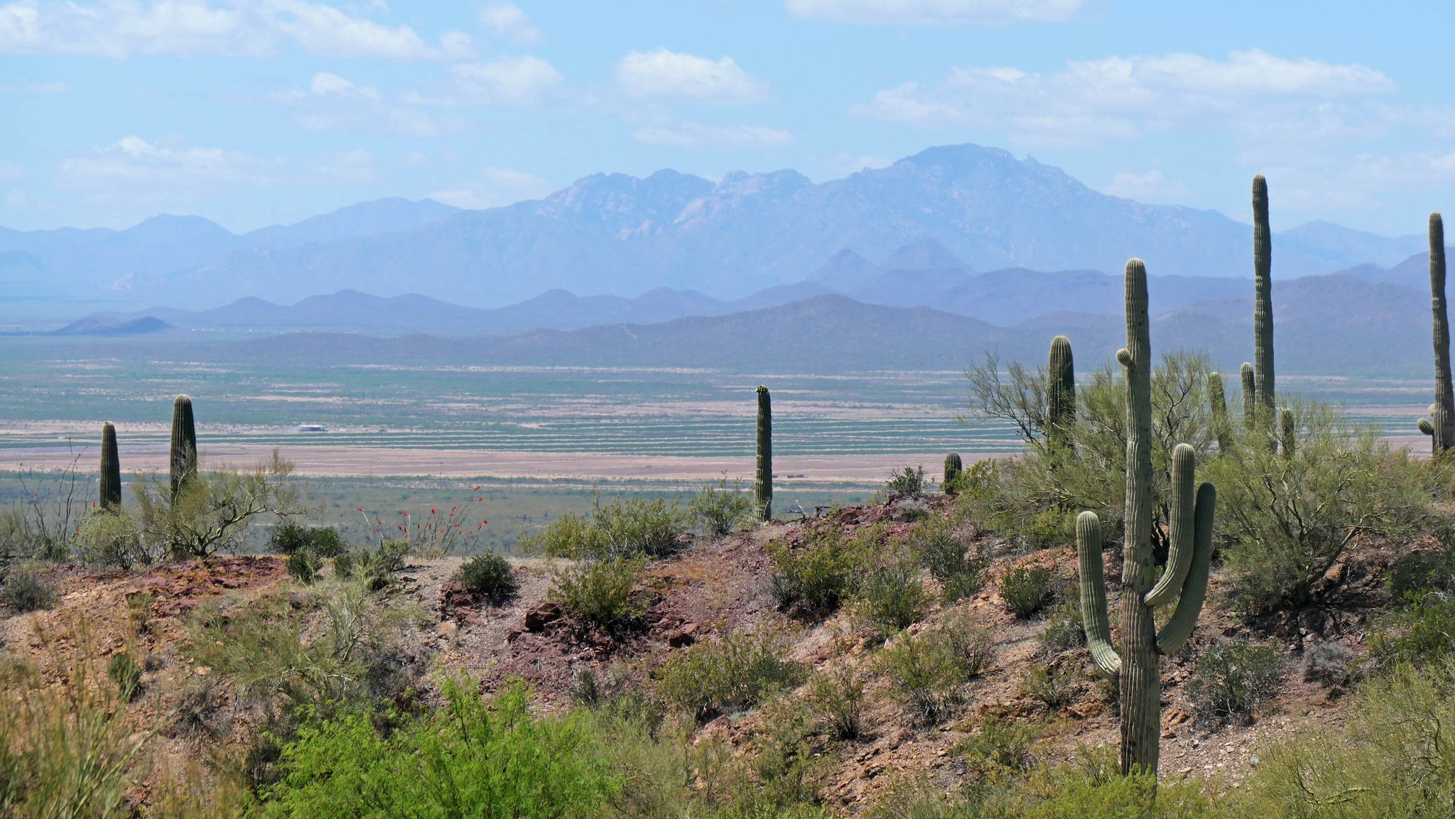 Desert landscape with saguaro cacti, distant mountains, and a wide valley. - King Canyon / Gould Mine Loop