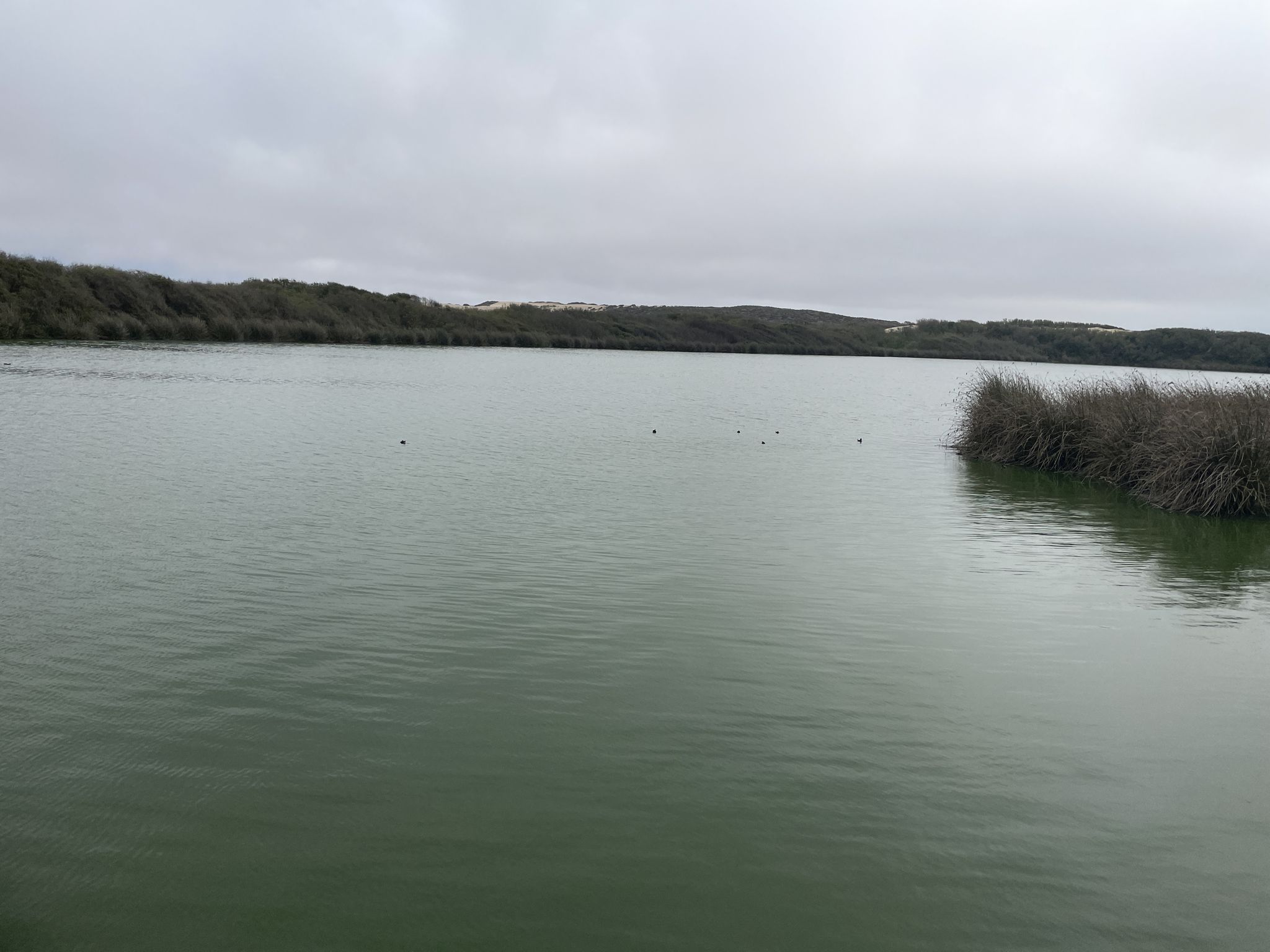 Calm green lake surrounded by dark vegetation under a cloudy sky. - Oso Flaco Lake Trail