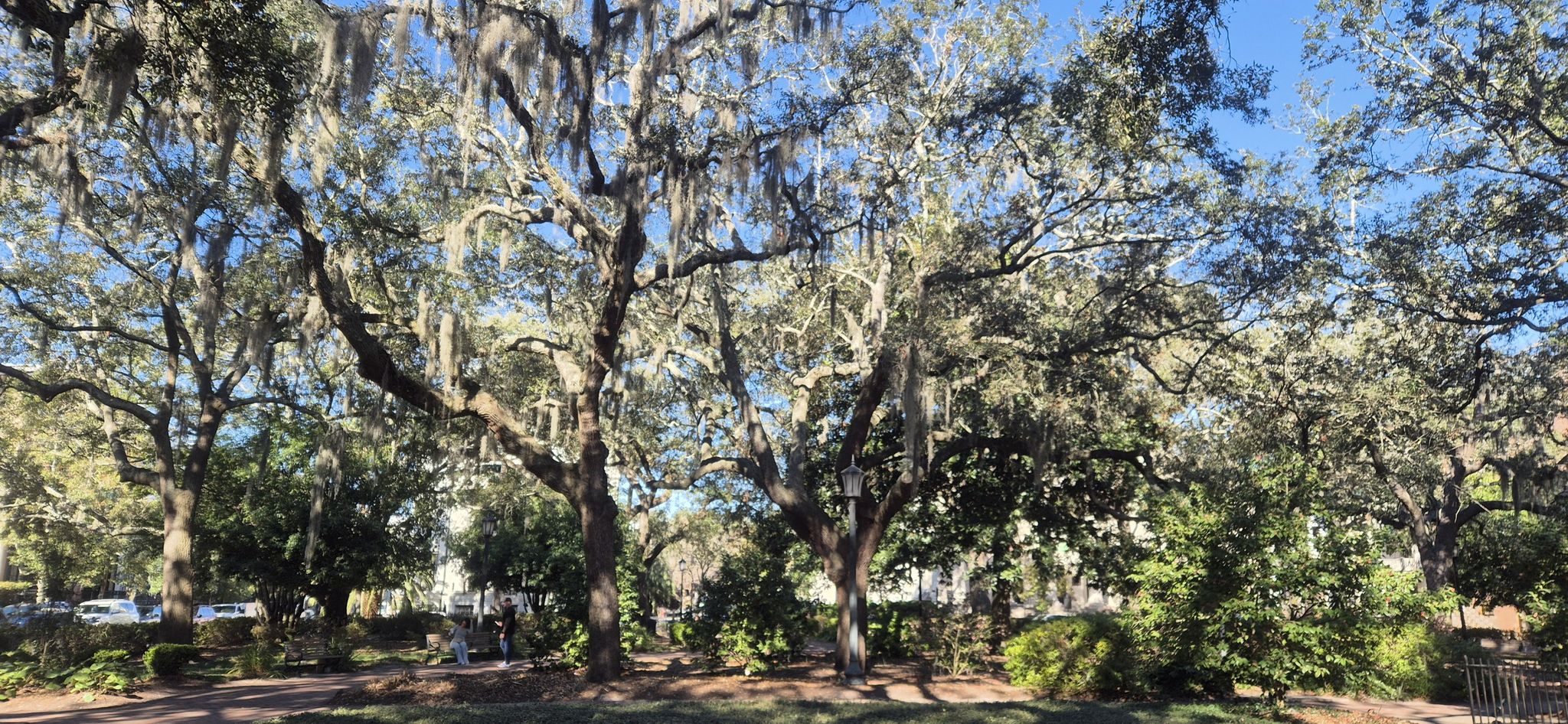 Majestic old trees draped with Spanish moss on a bright, sunny day. - Chippewa Square – Madison Square loop from Savannah
