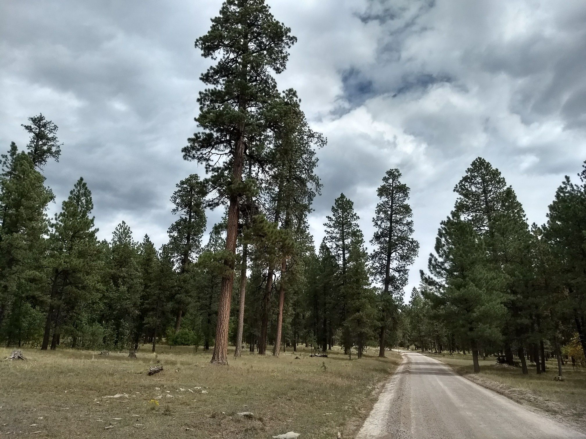 Tall pine trees line a dirt road under an overcast sky. - Rock Creek Mesa – Clear Creek Campgrounds loop from Rock Creek Mesa