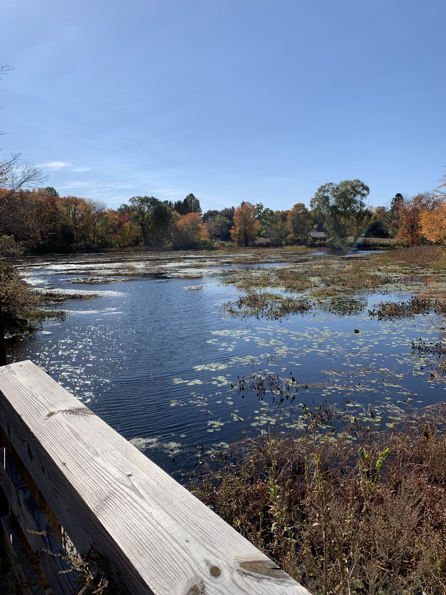 Sunny view of a wetland with autumn trees and a wooden railing. - Nagog Hill Orchard – Eldridge Pond loop from Rowe Land
