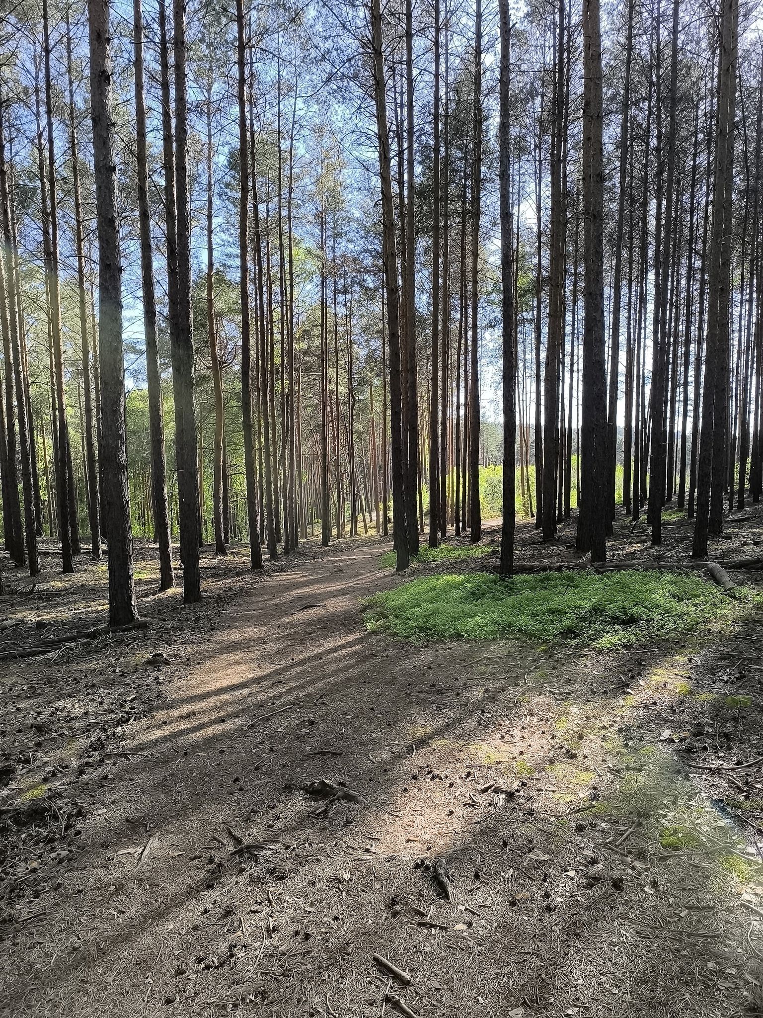 Jagodowe Wzgórze