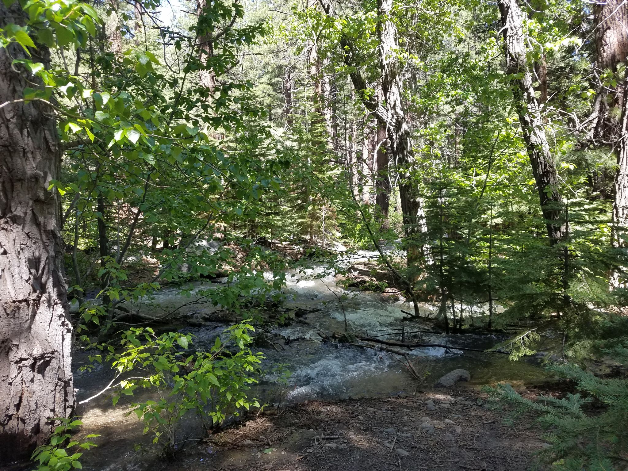 A sun-dappled stream flows through a dense, lush green forest. - Jones/Whites Creek Loop