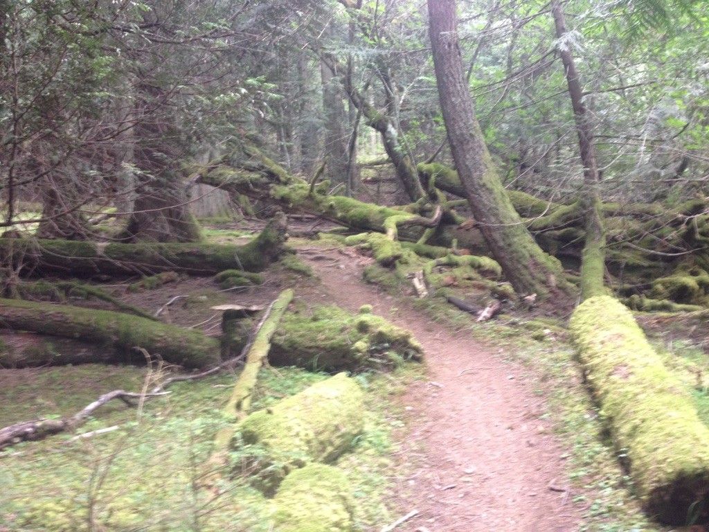 Forest trail winding through mossy fallen trees and dense woods. - Little Summit Trail
