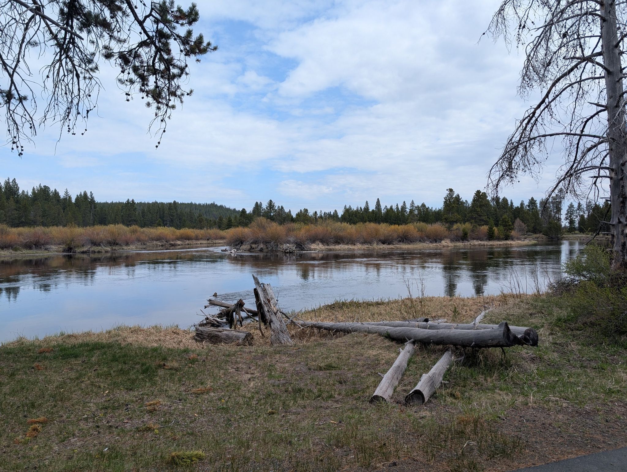 A calm river flows past a grassy bank with driftwood under a cloudy sky. - Deschutes River Trail: Meadows Golf Course Loop