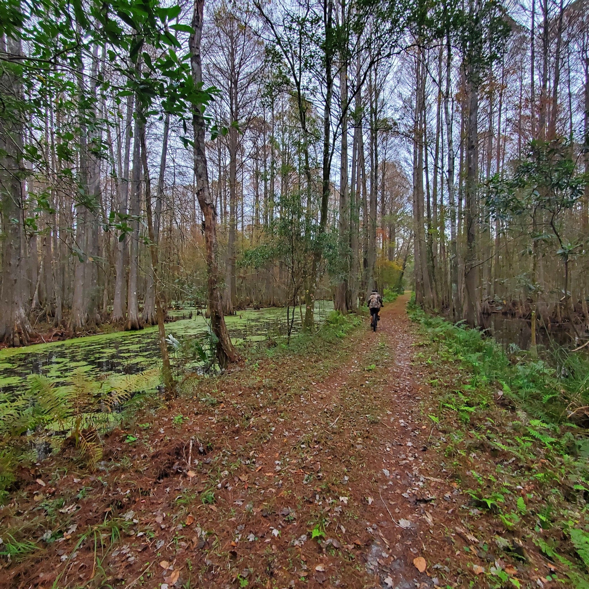 Person cycles on a dirt path through a swampy forest under overcast skies. - Cypress Creek Preserve Loop