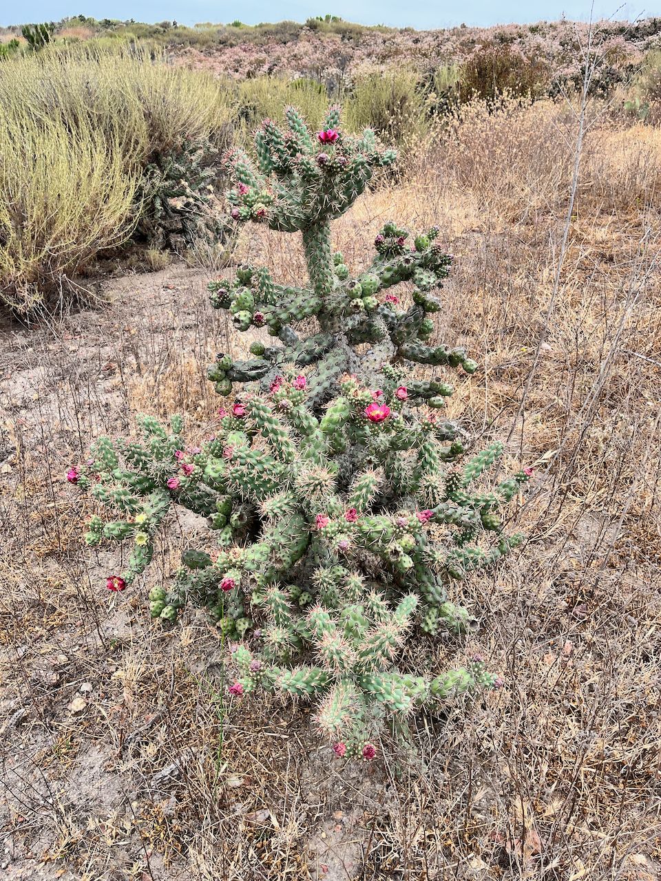 A green cholla cactus with pink flowers stands in dry, sparse ground. - Mother Miguel Mountain via Sweetwater Park