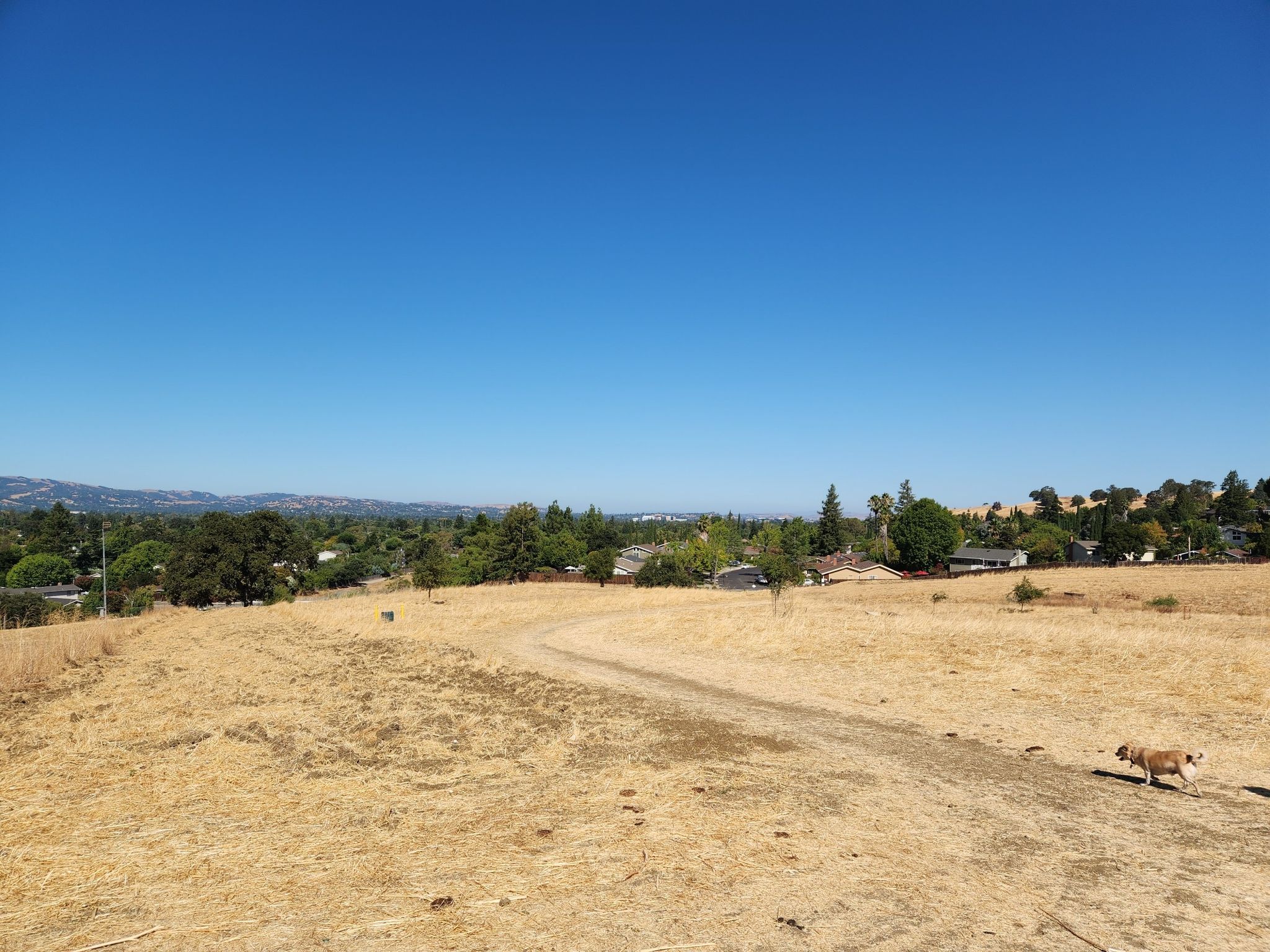A dirt path winding through a dry, golden field with a dog walking right. - Lime Ridge North Loop