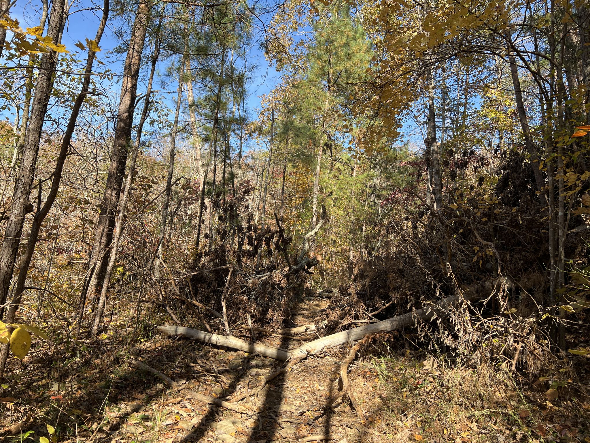Sunny forest path blocked by fallen logs and dense autumn foliage. - Sipsey Wilderness Loop