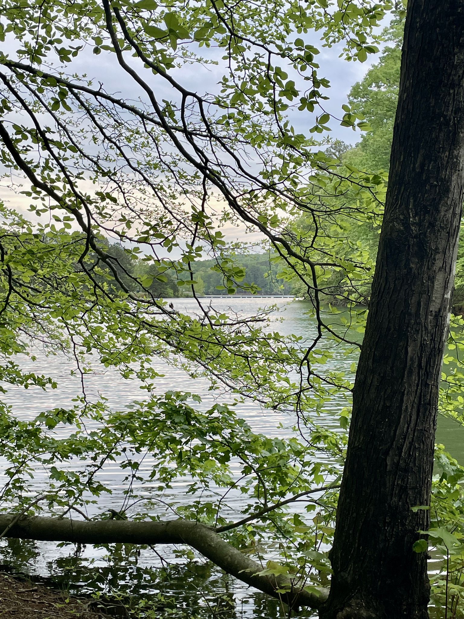 A calm lake is visible through green tree branches on an overcast day. - Charleston Park Trail