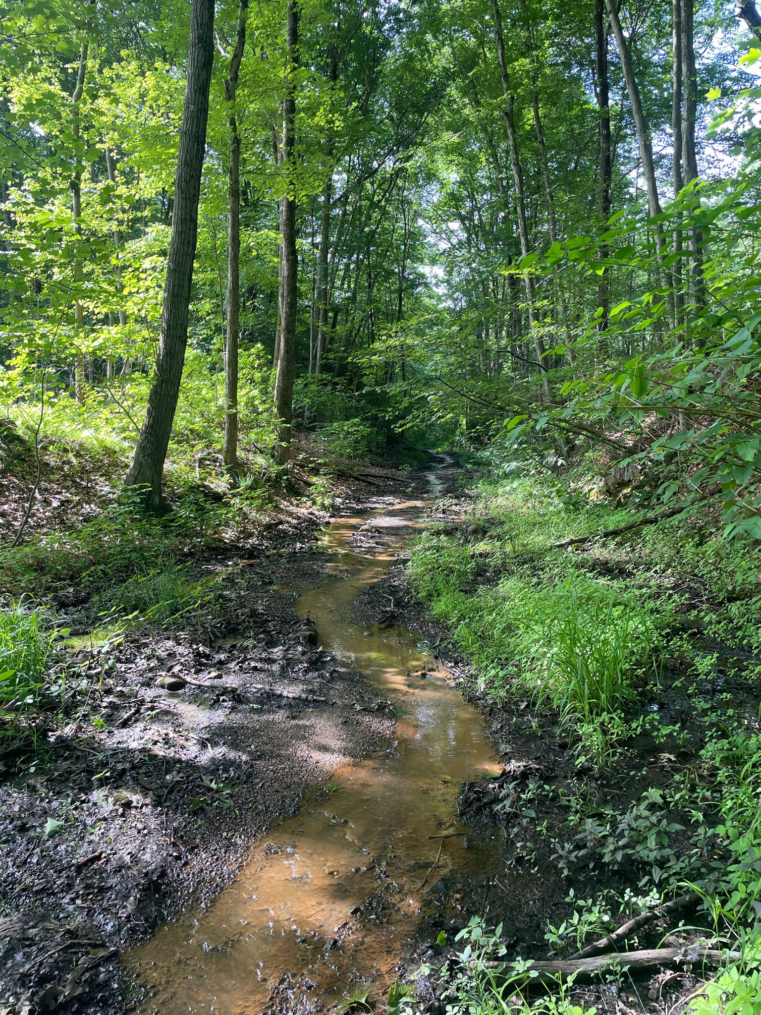 A muddy stream winds through a lush green forest with dappled sunlight. - Whittemore Glen State Park – Larkin State Park Trail loop from Naugatuck