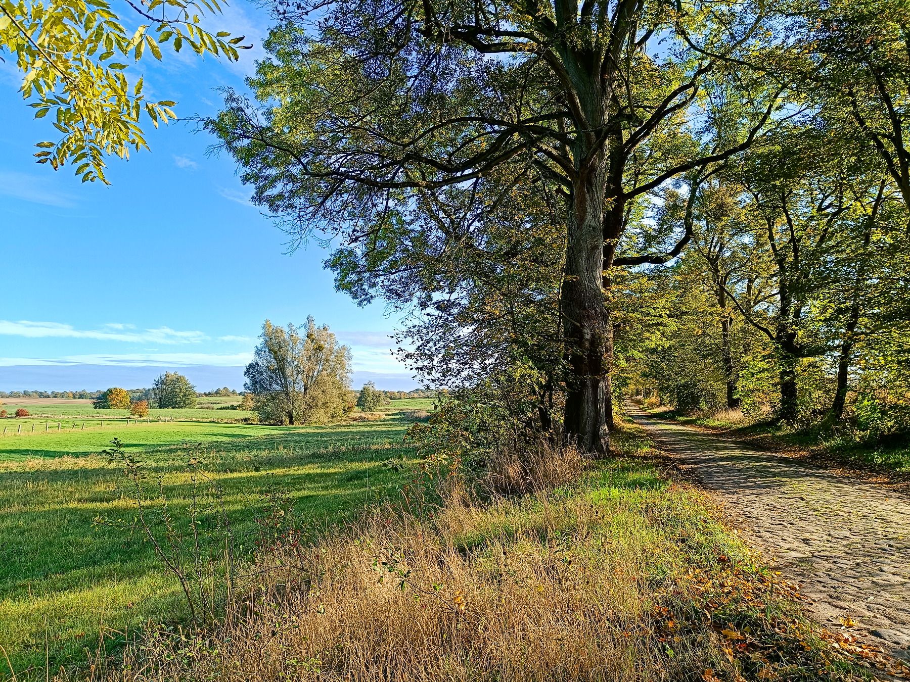 Wiesen bei Ringenwalde