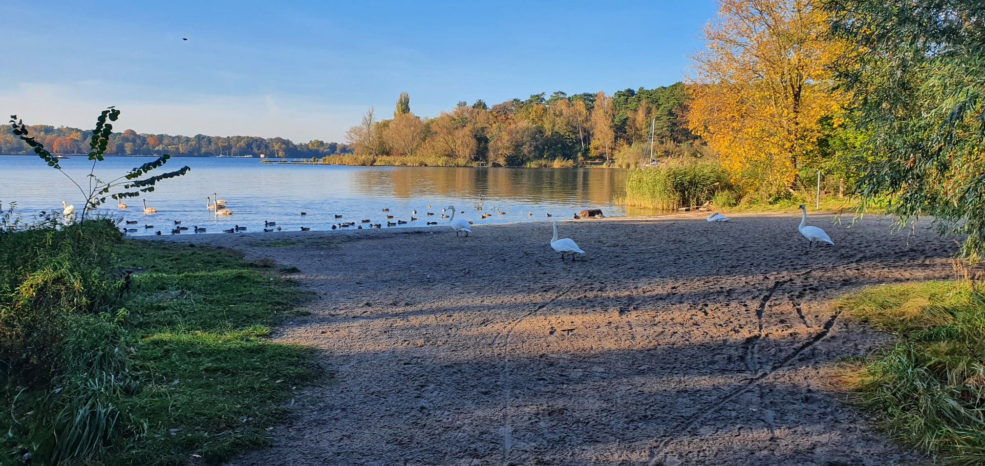 A whole beach full of birds. Different perspective